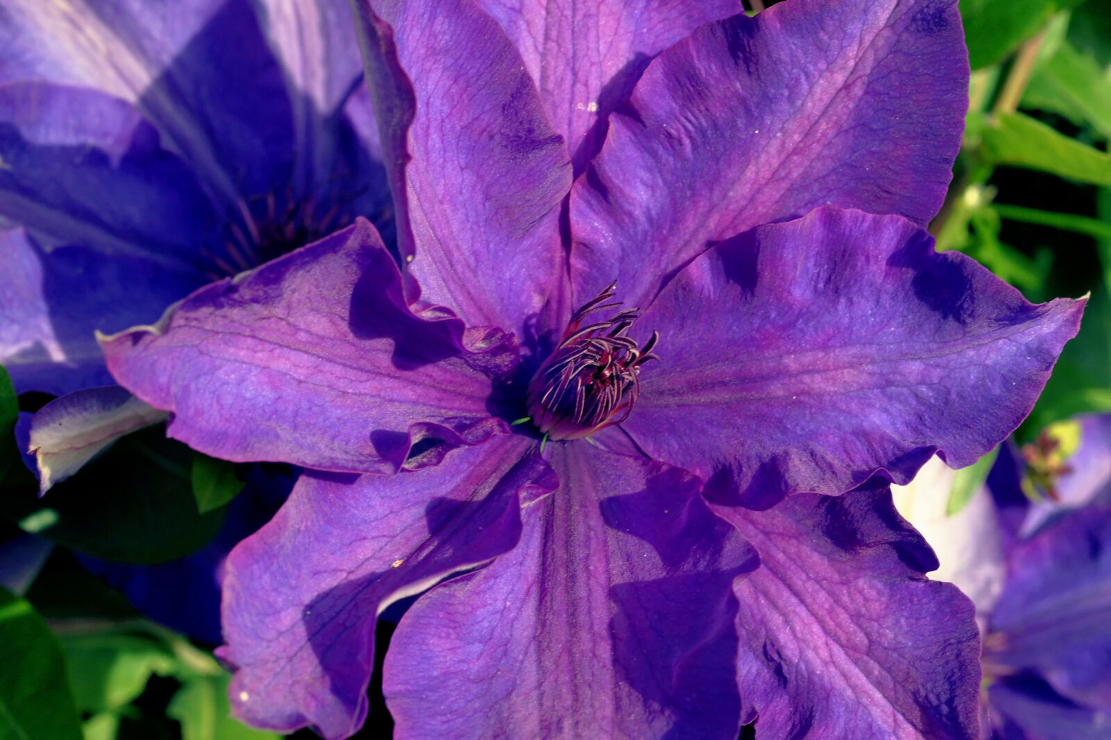 Sony Alpha DSLR-A900 sample photo. Clematis, blossom, bloom photography
