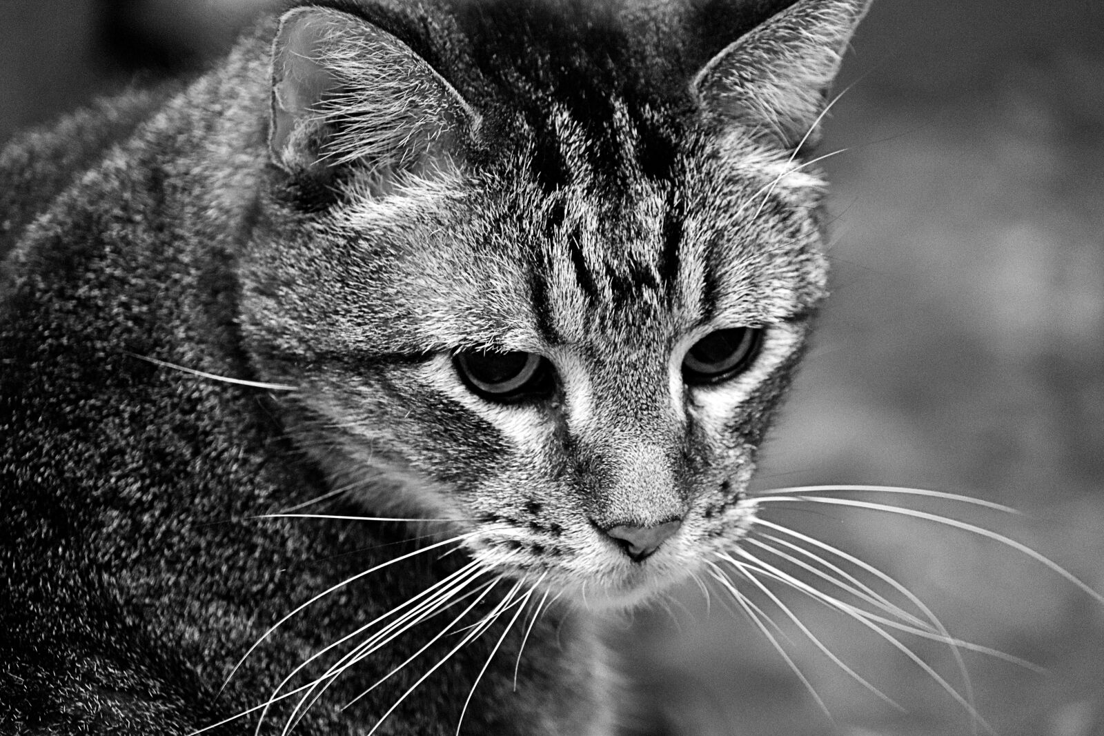 Canon EOS 90D sample photo. Cat, black and white photography