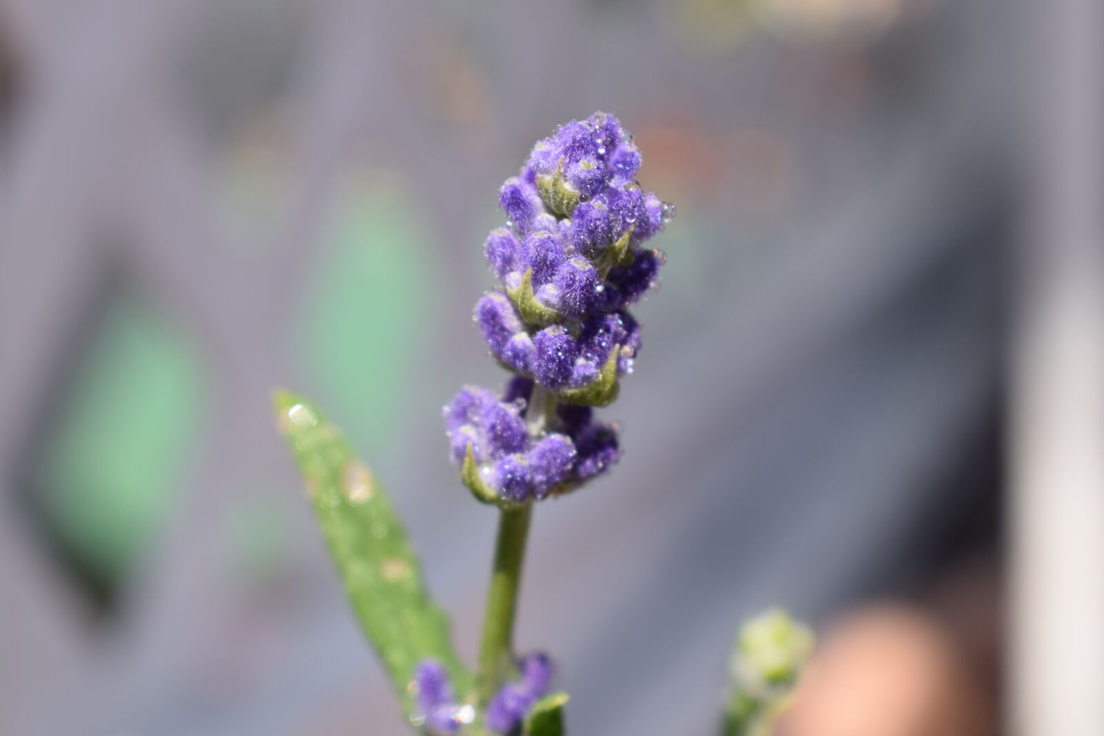 Nikon D5300 sample photo. Purple, blossom, bloom photography