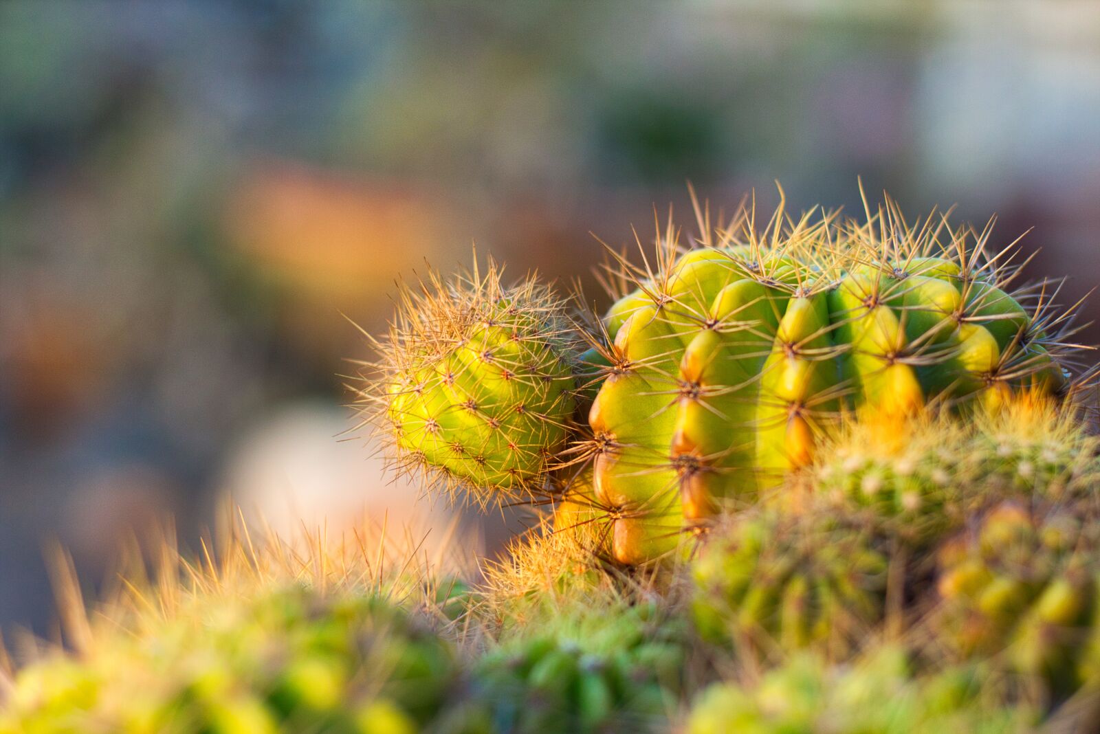 Canon EOS 700D (EOS Rebel T5i / EOS Kiss X7i) + Canon EF 50mm F1.8 STM sample photo. Plant, spikes, thorns photography