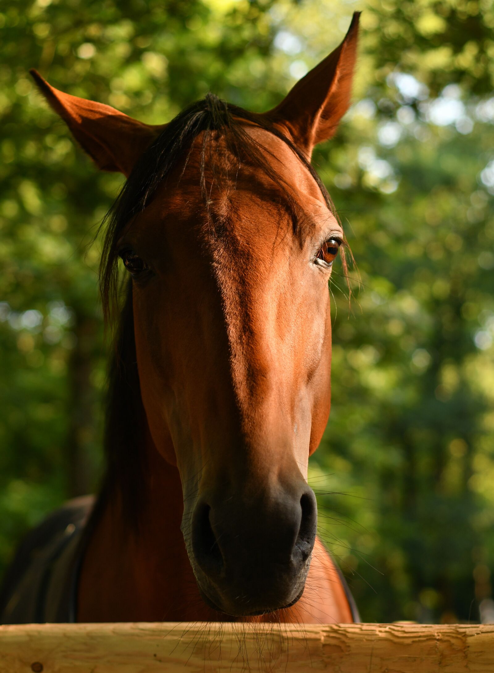 Nikon D500 sample photo. Horse, portrait, head photography