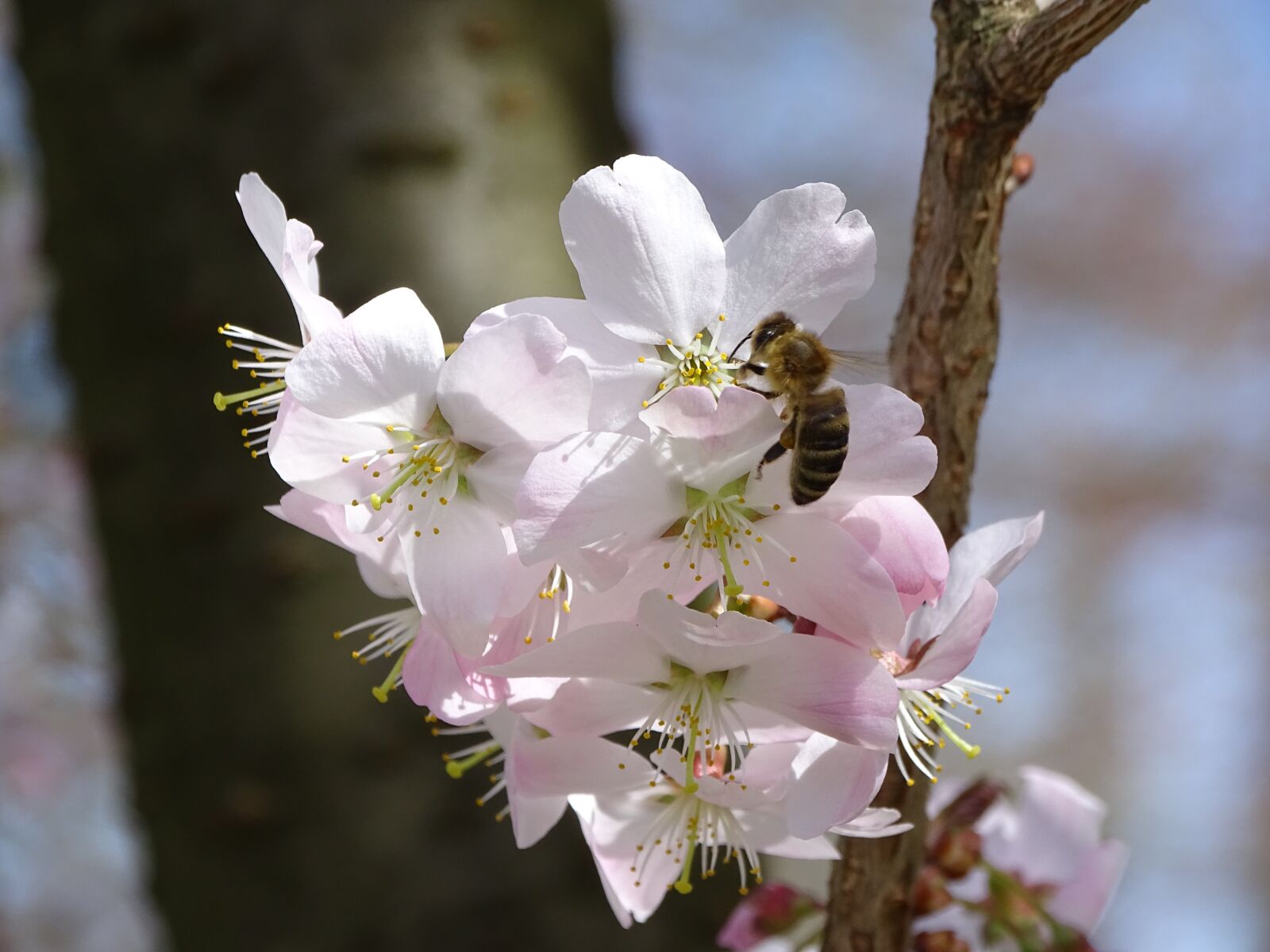 Sony Cyber-shot DSC-HX350 sample photo. Blossom, bloom, spring photography