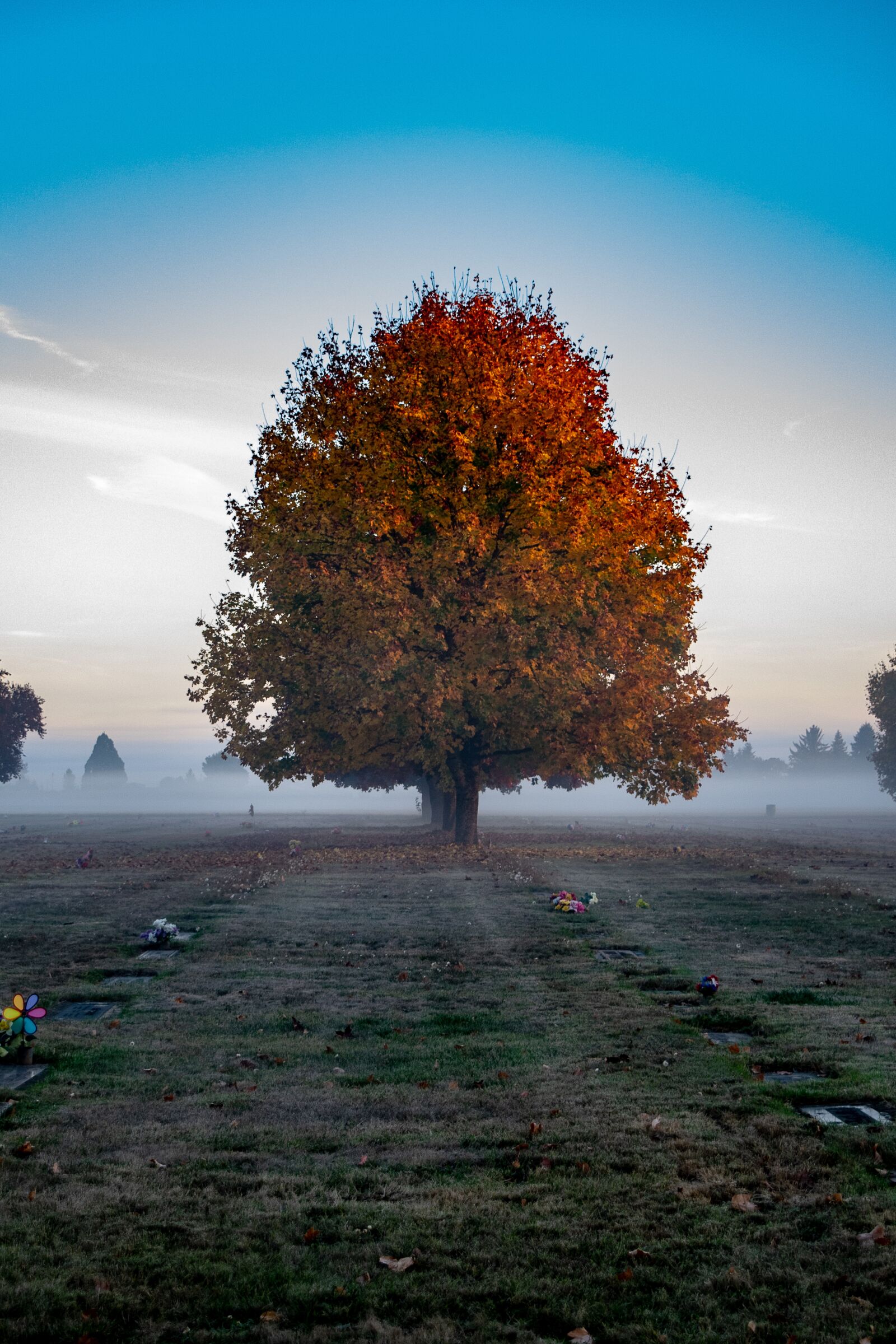 Nikon D3300 sample photo. Tree, fog, nature photography