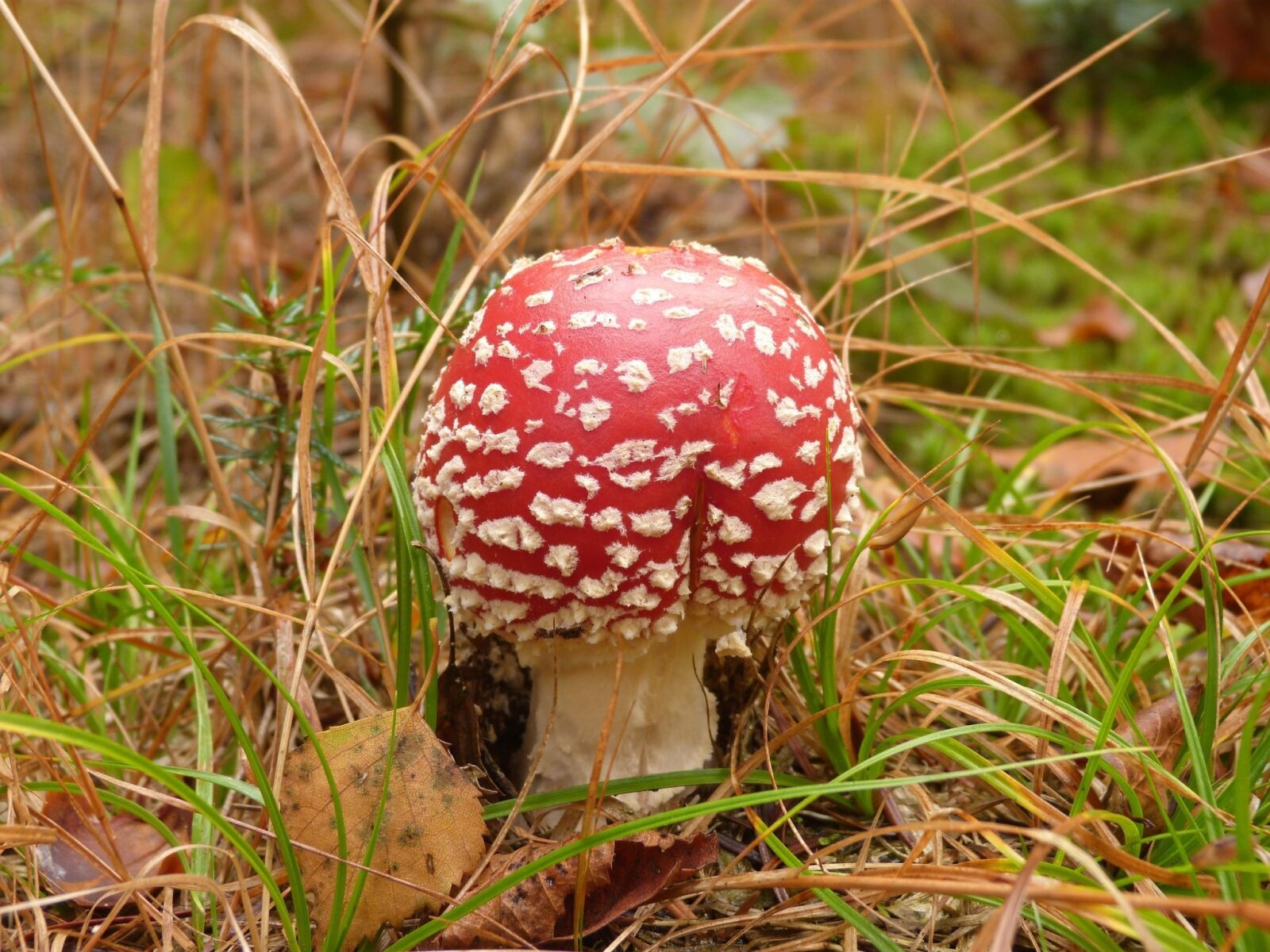 Panasonic Lumix DMC-FZ40 (Lumix DMC-FZ45) sample photo. Mushroom, nature, mushrooms photography