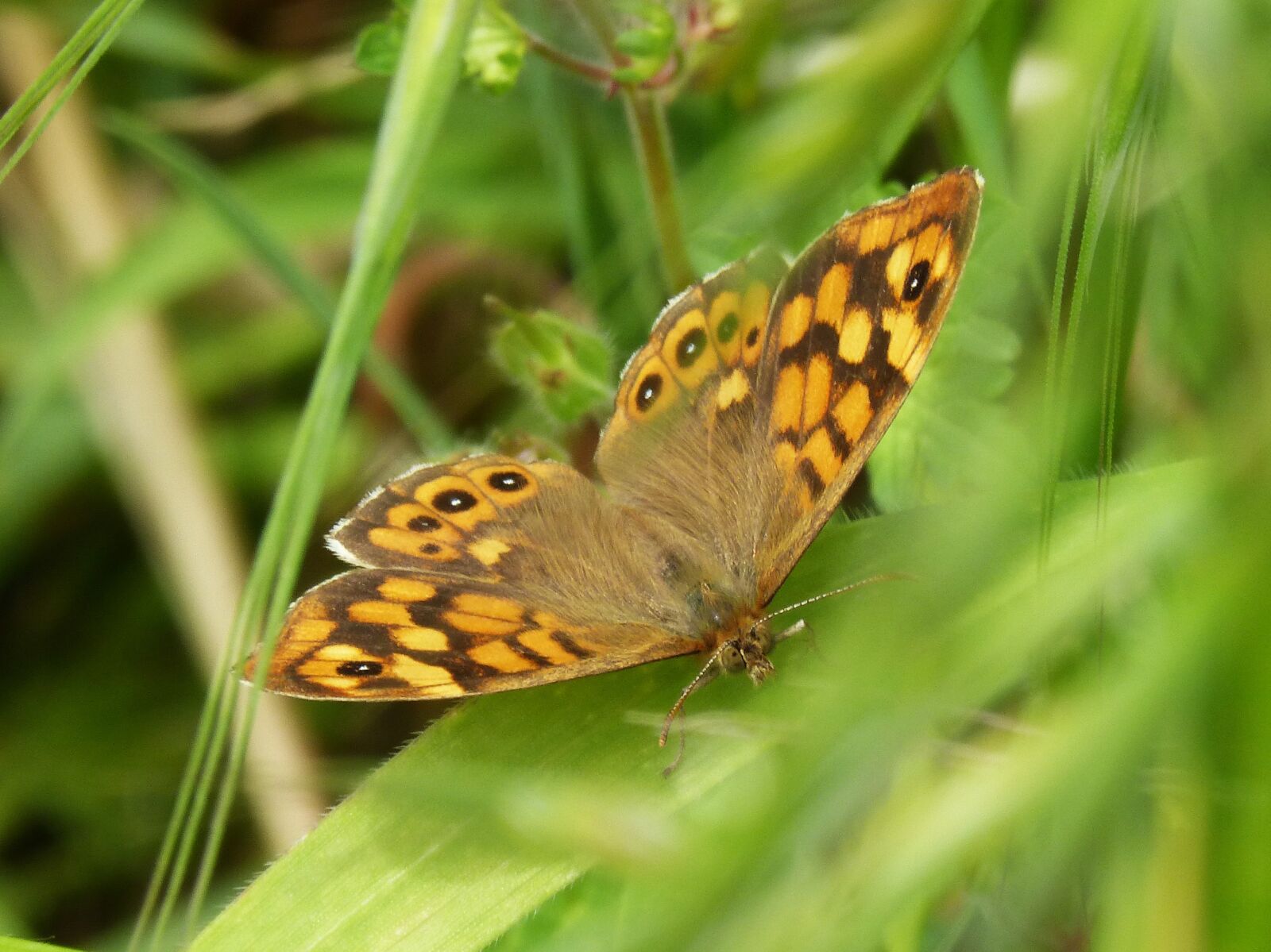 Panasonic DMC-FZ62 sample photo. Orange butterfly, bruna bosc photography