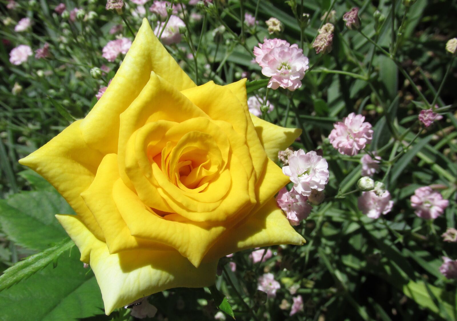 Canon PowerShot SX170 IS sample photo. Rose, yellow, flower photography