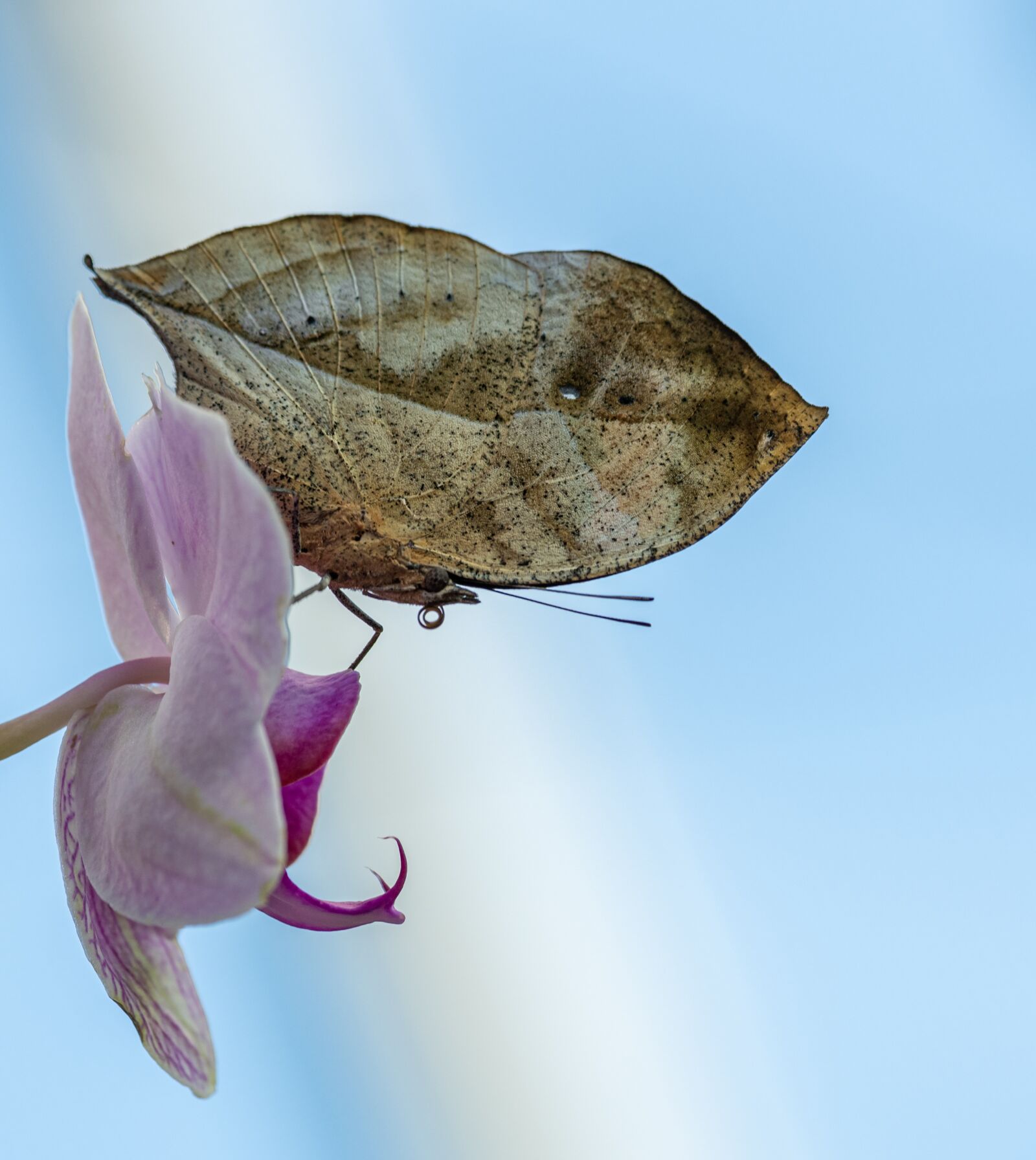 Nikon D850 sample photo. Butterfly, closed, tropical photography