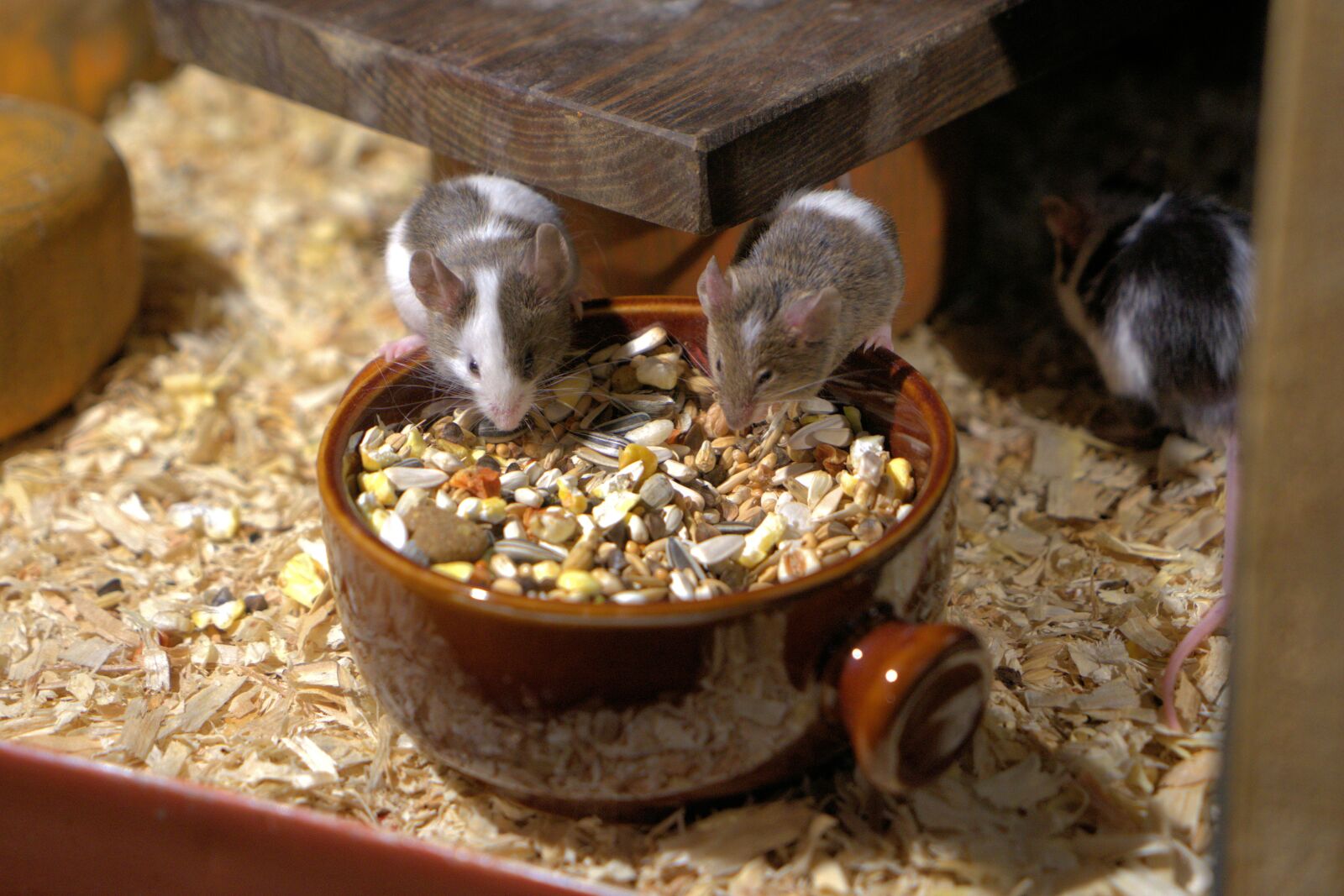 Sony a7 II + Sony Vario Tessar T* FE 24-70mm F4 ZA OSS sample photo. Mouse, eat, nager photography