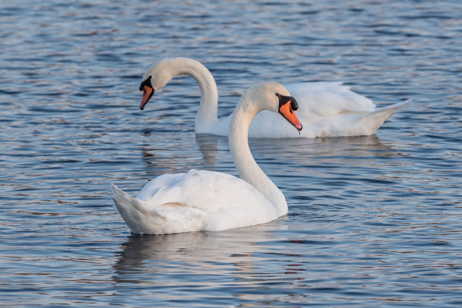 Nikon D750 sample photo. Swans, birds, nature photography