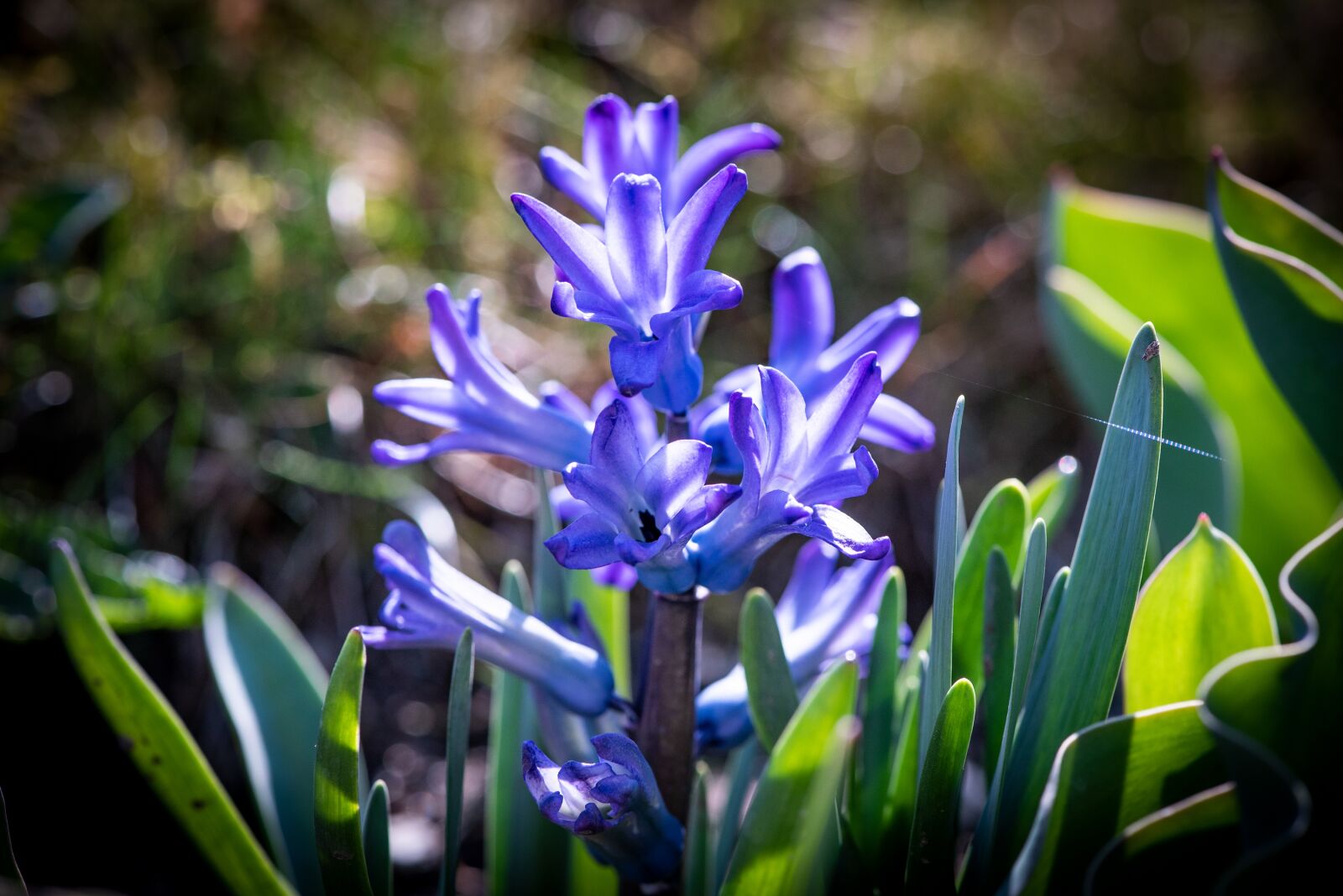 Nikon D750 sample photo. Hyacinth, blue, garden photography