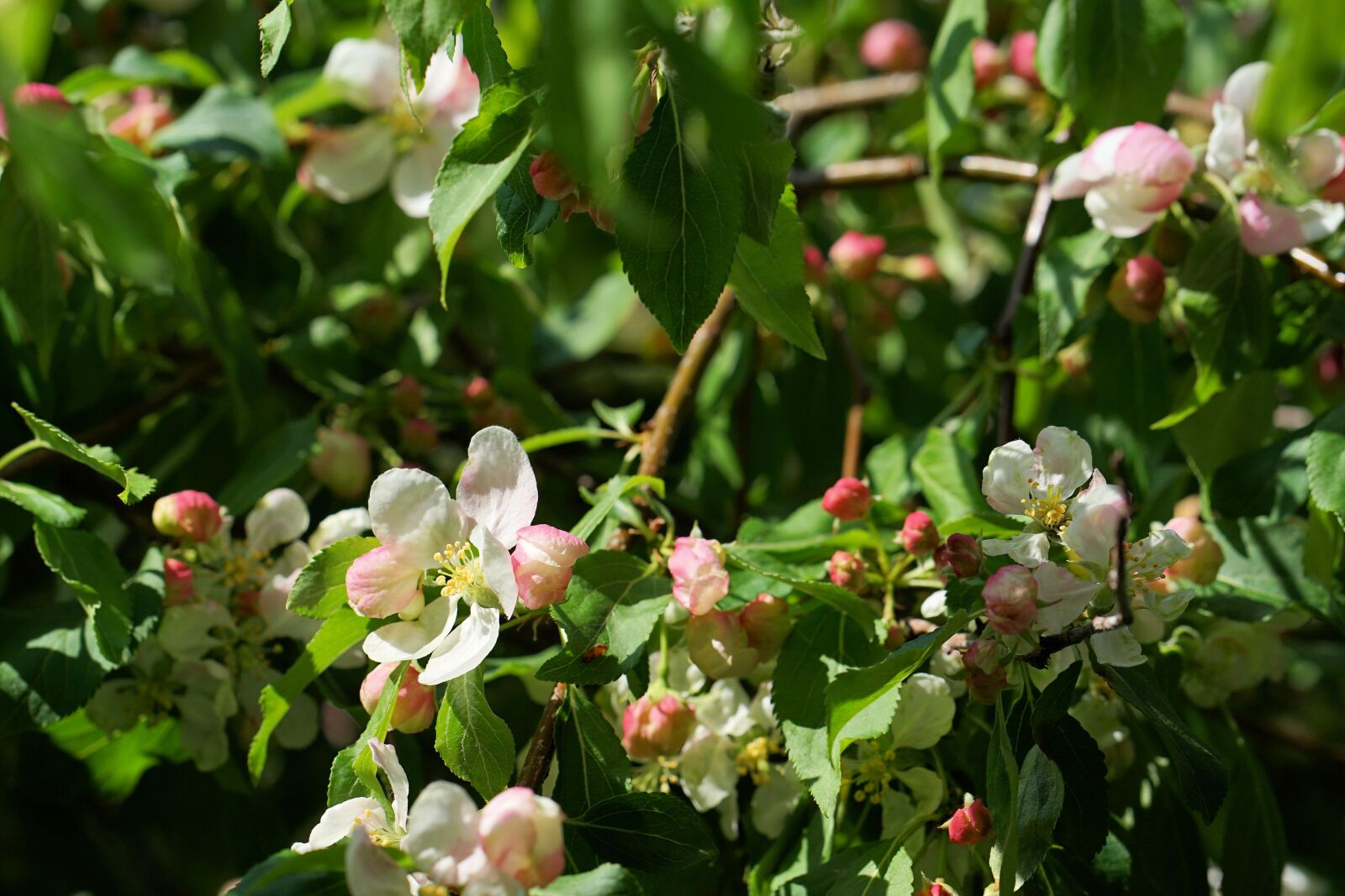 ZEISS Batis 85mm F1.8 sample photo. Apple blossom, embellishment, spring photography