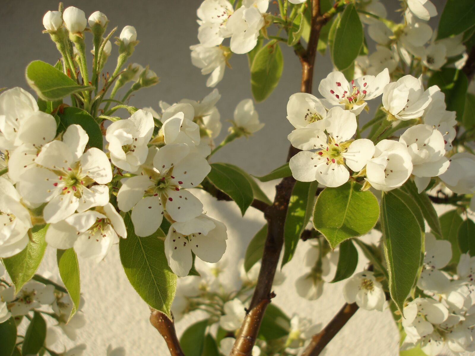 Olympus uD800,S800 sample photo. Pear, column fruit, flowers photography