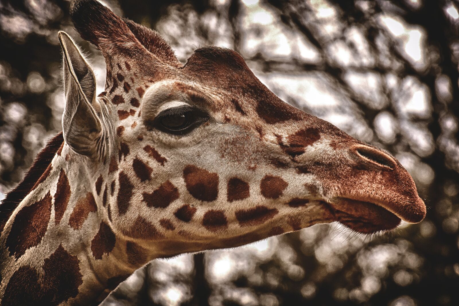 Nikon D7200 sample photo. Giraffe, zoo, animal photography