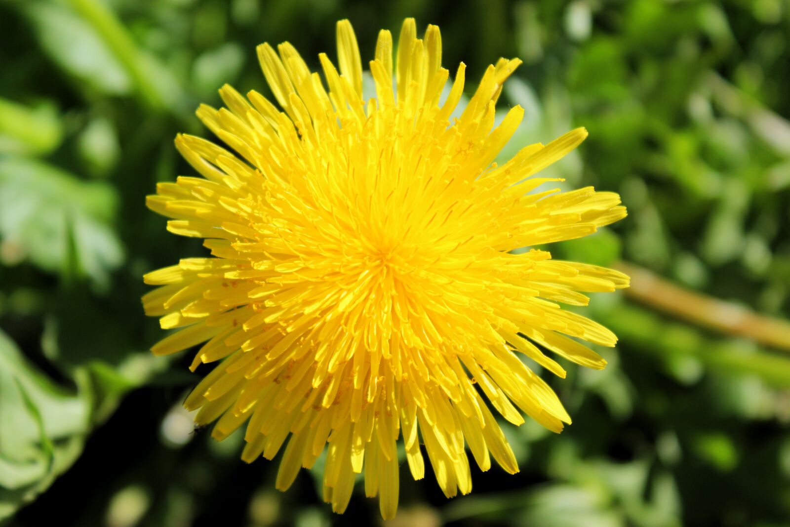 Canon EOS 1300D (EOS Rebel T6 / EOS Kiss X80) sample photo. Dandelion, yellow, close up photography