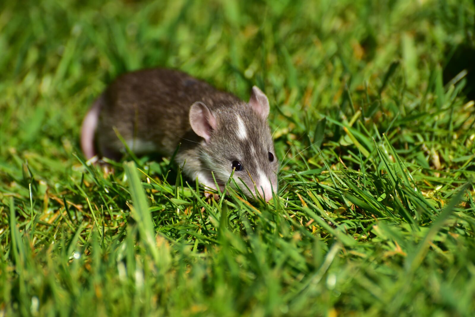 Nikon D750 sample photo. Rat, baby, baby rats photography