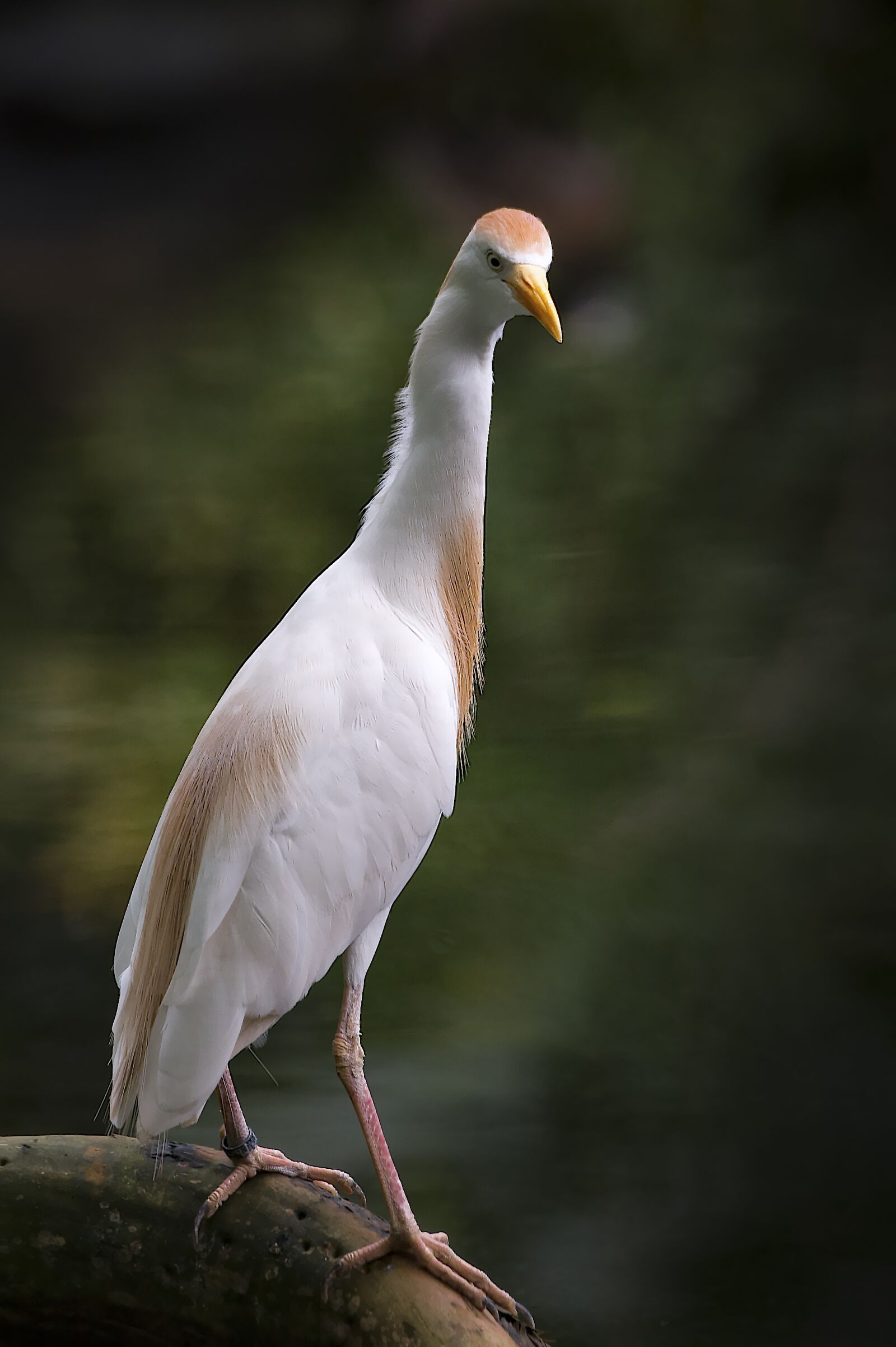 Nikon D4S sample photo. Heron, cattle egret, bird photography