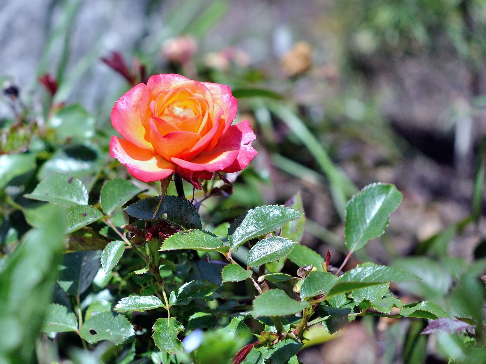 Nikon D90 sample photo. Flower, rosa, spring photography