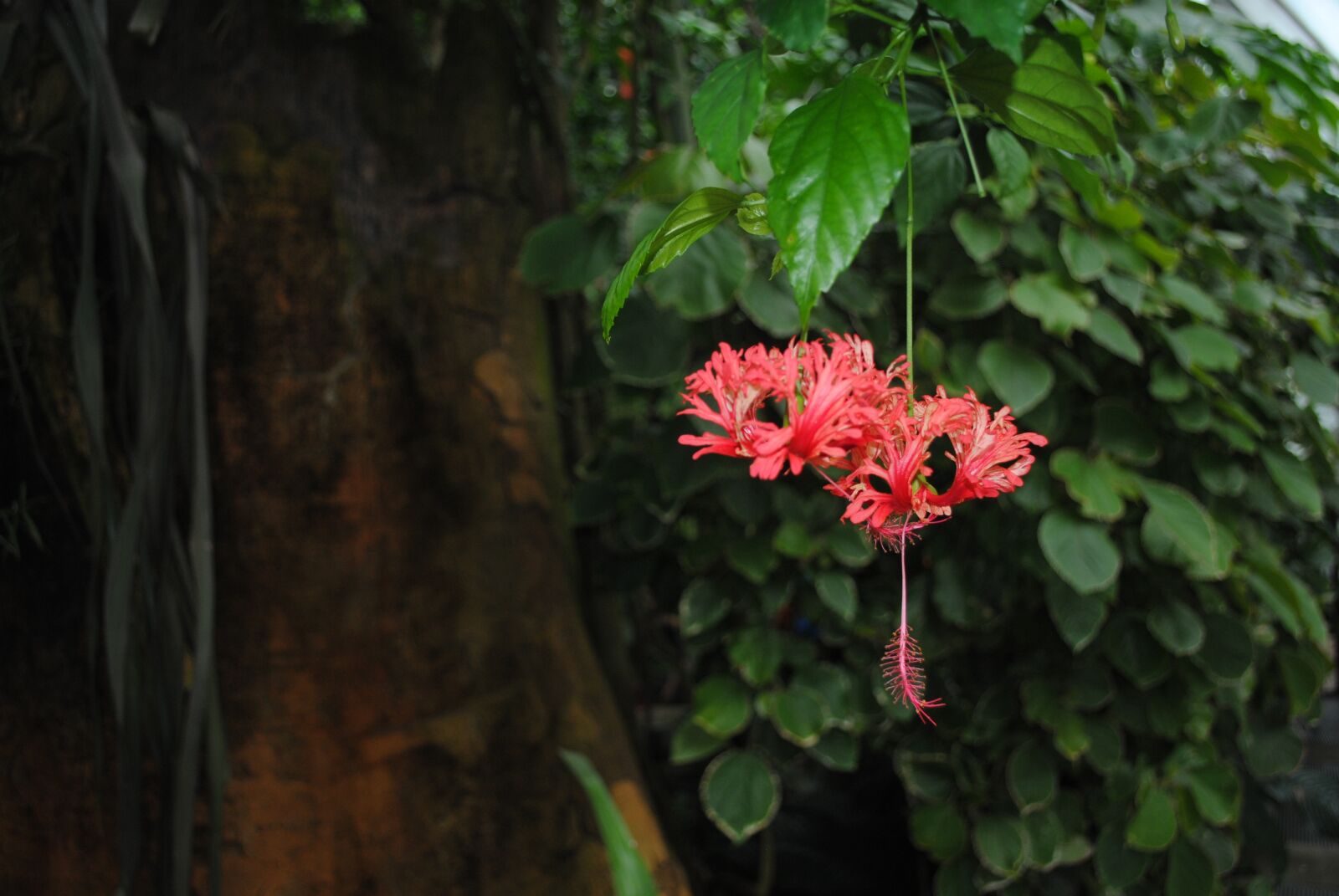 Nikon D3000 sample photo. Trunk, flower, iris photography