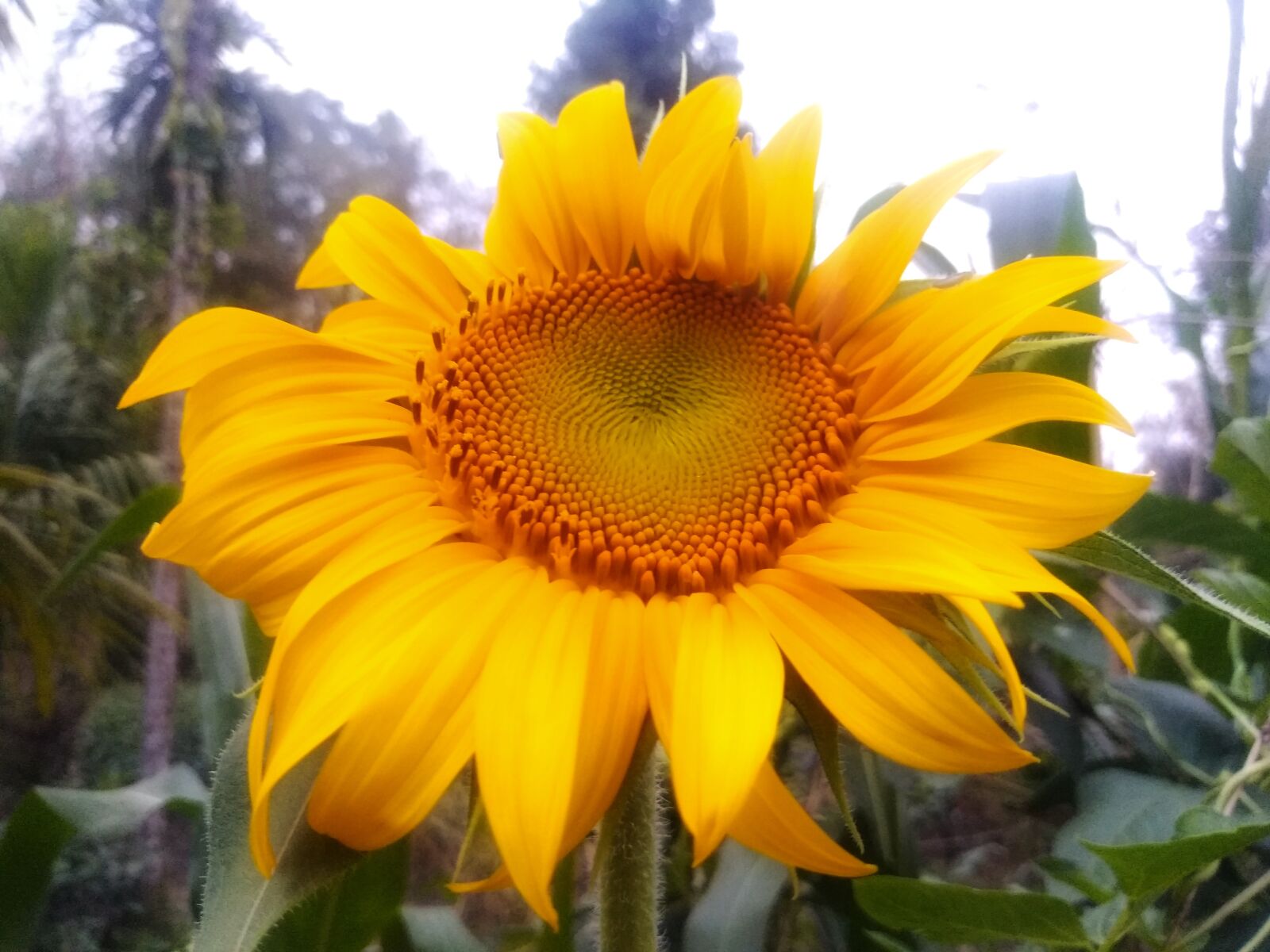 QCOM-AA QCAM-AA sample photo. Nice sunflower, picture, sunflower photography