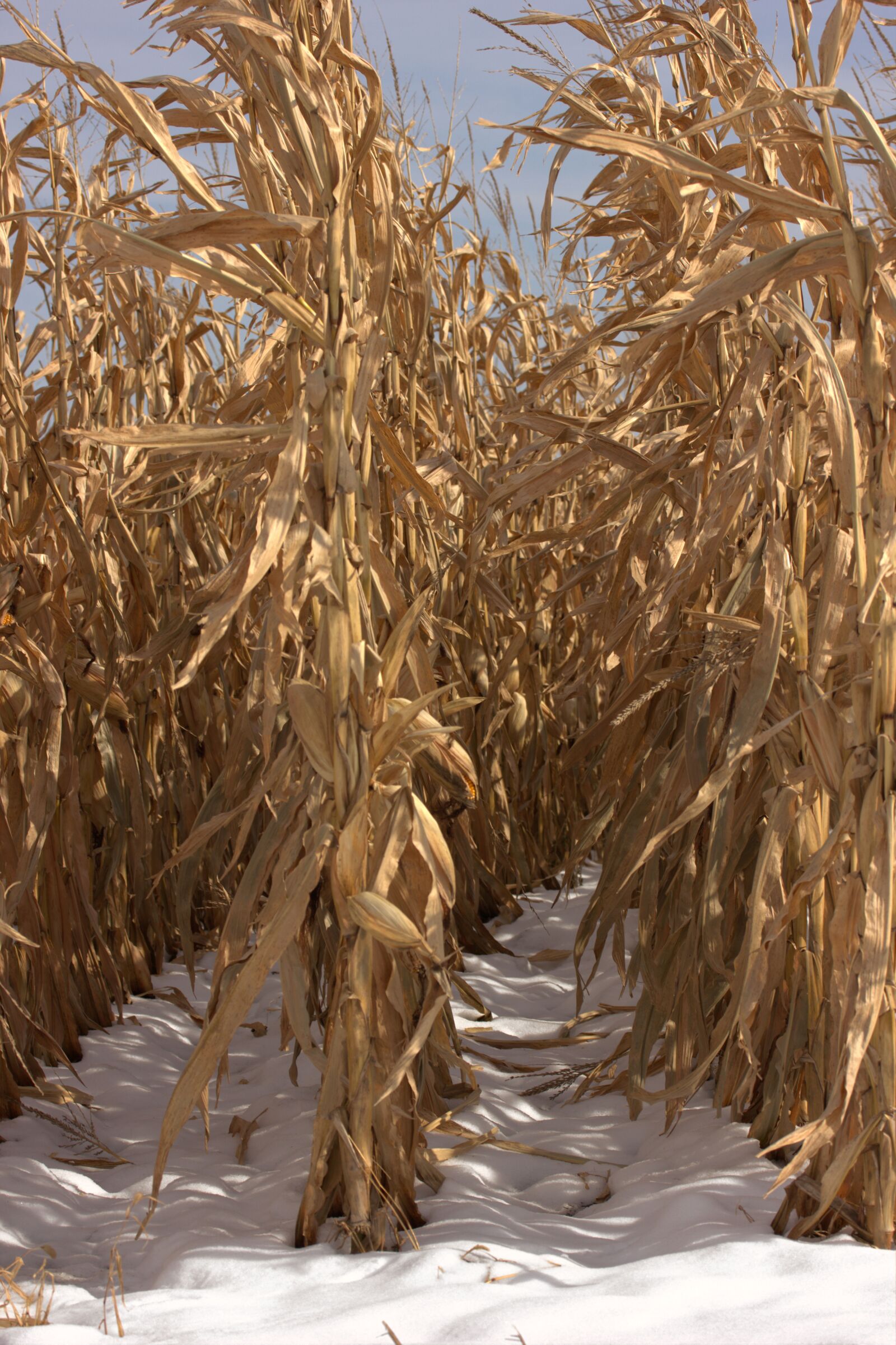 Canon EOS 550D (EOS Rebel T2i / EOS Kiss X4) sample photo. Corn, field, husk photography