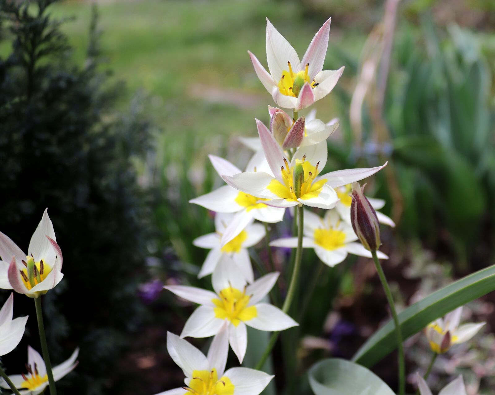 Canon EOS 200D (EOS Rebel SL2 / EOS Kiss X9) sample photo. Tulip, flower, nature photography