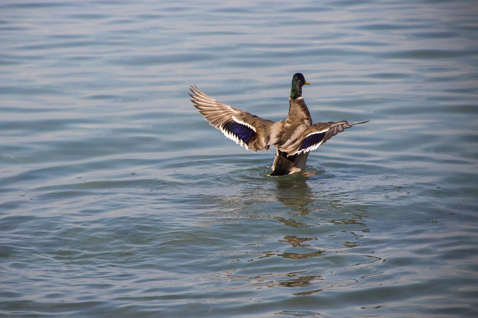 Canon EOS 1300D (EOS Rebel T6 / EOS Kiss X80) + Canon EF-S 18-135mm F3.5-5.6 IS sample photo. Duck, lake, water photography