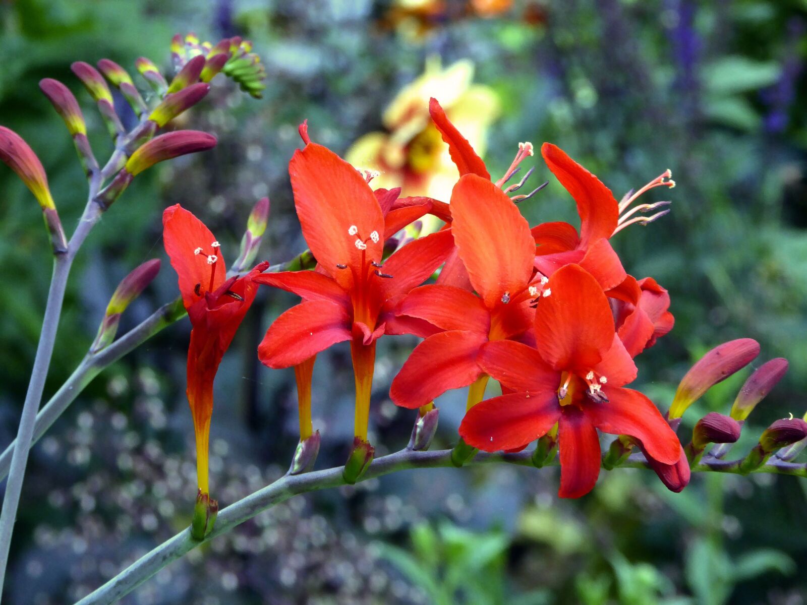 Panasonic DMC-TZ61 sample photo. Lily, ornamental garden, orange photography