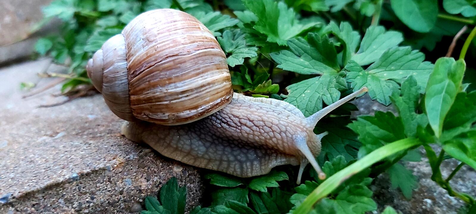 Samsung Galaxy A70 sample photo. Snail, nature, slowly photography