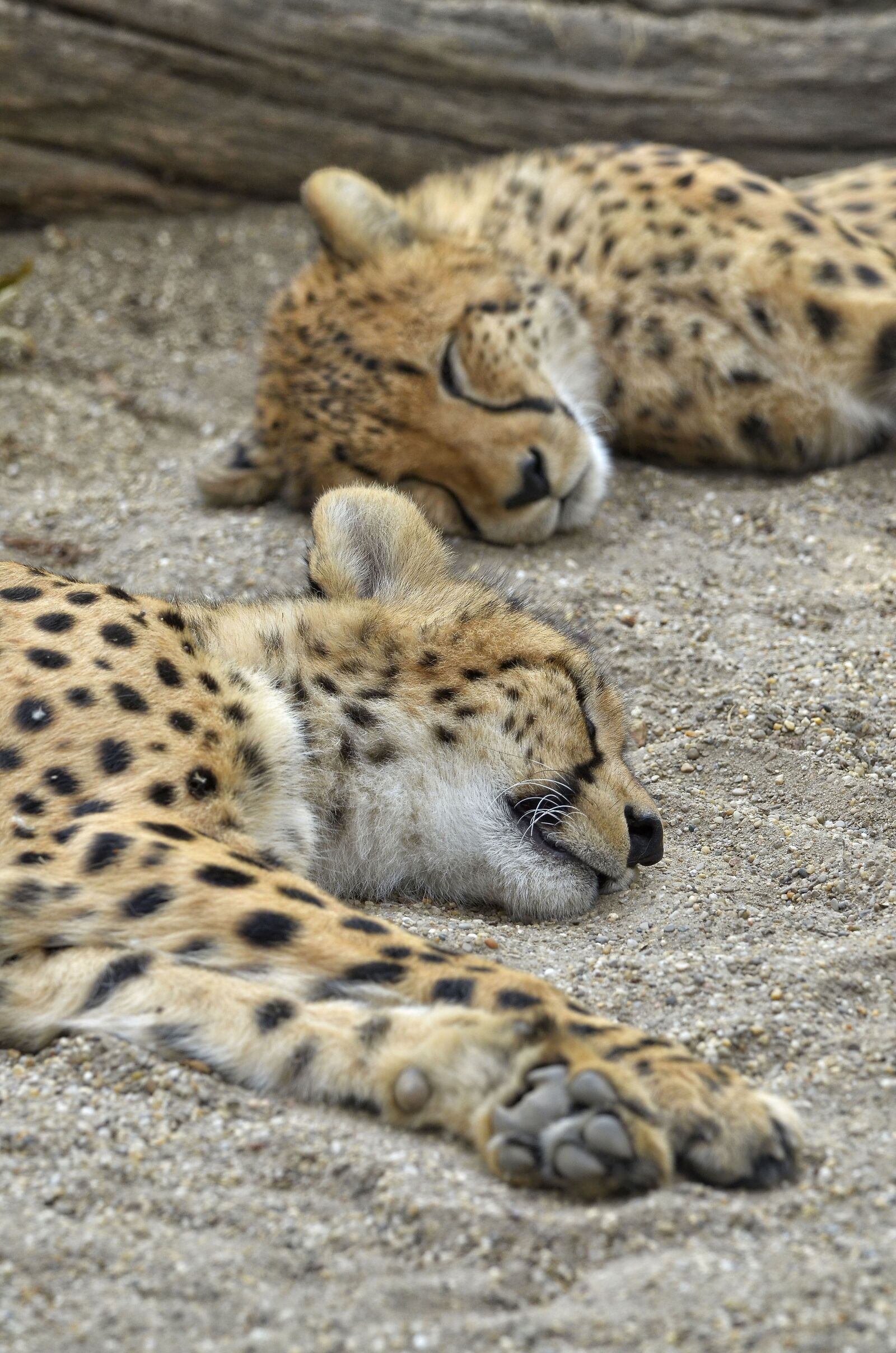 Nikon D7000 sample photo. Cheetah, cat, sleep photography