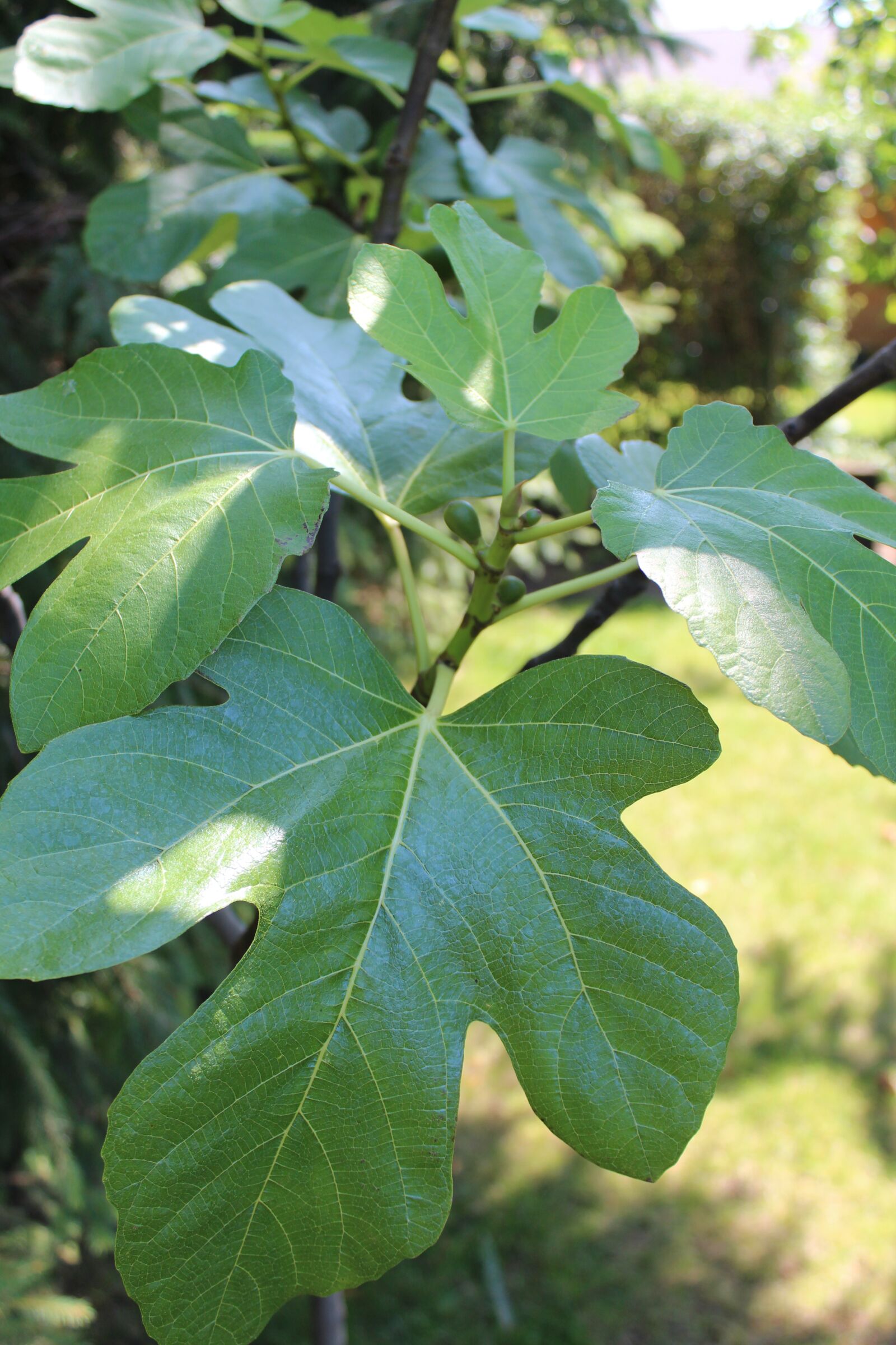 Canon EOS 600D (Rebel EOS T3i / EOS Kiss X5) sample photo. Fig, tree, fruit photography