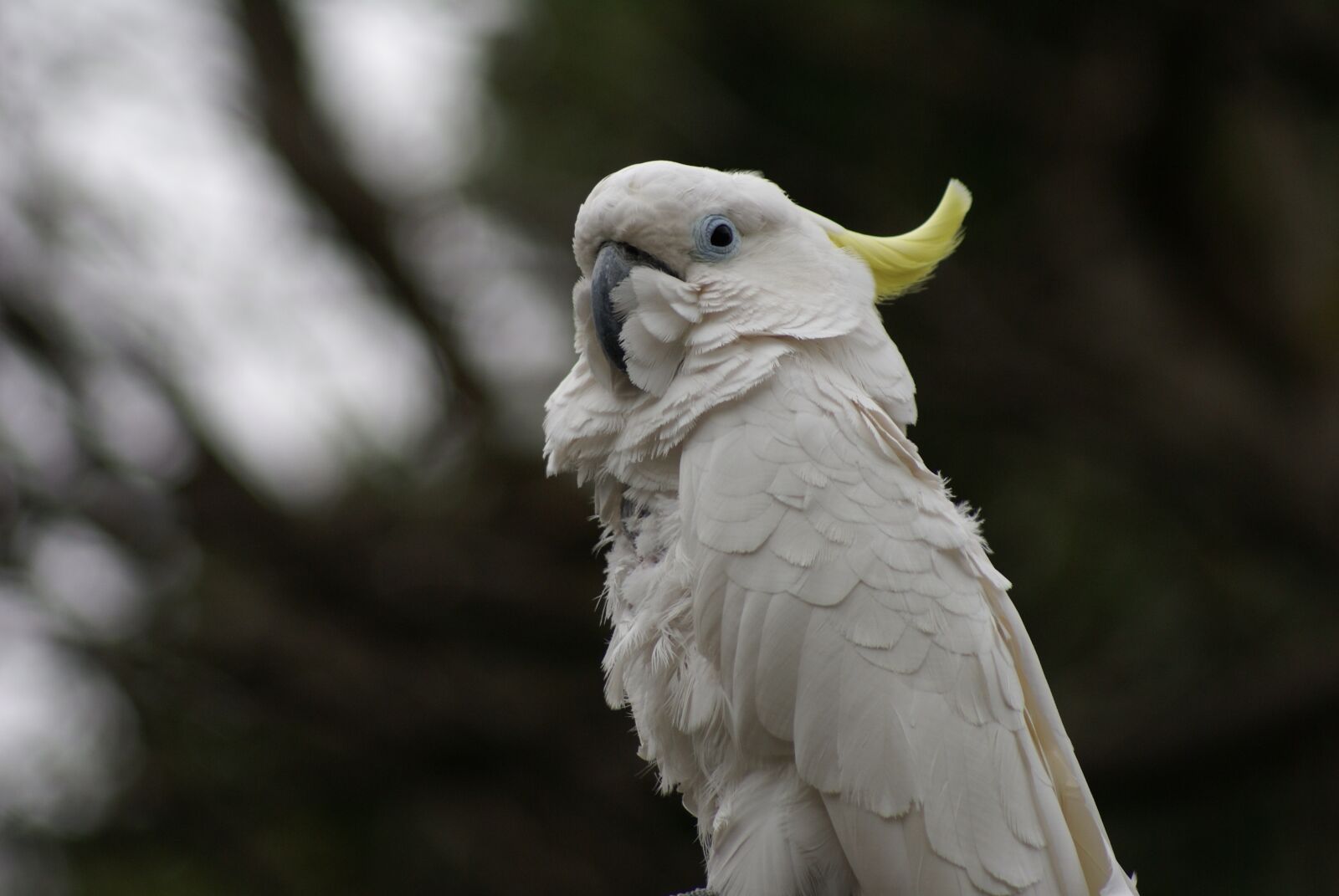Sony Alpha DSLR-A100 sample photo. White, parrot, yellow plumage photography