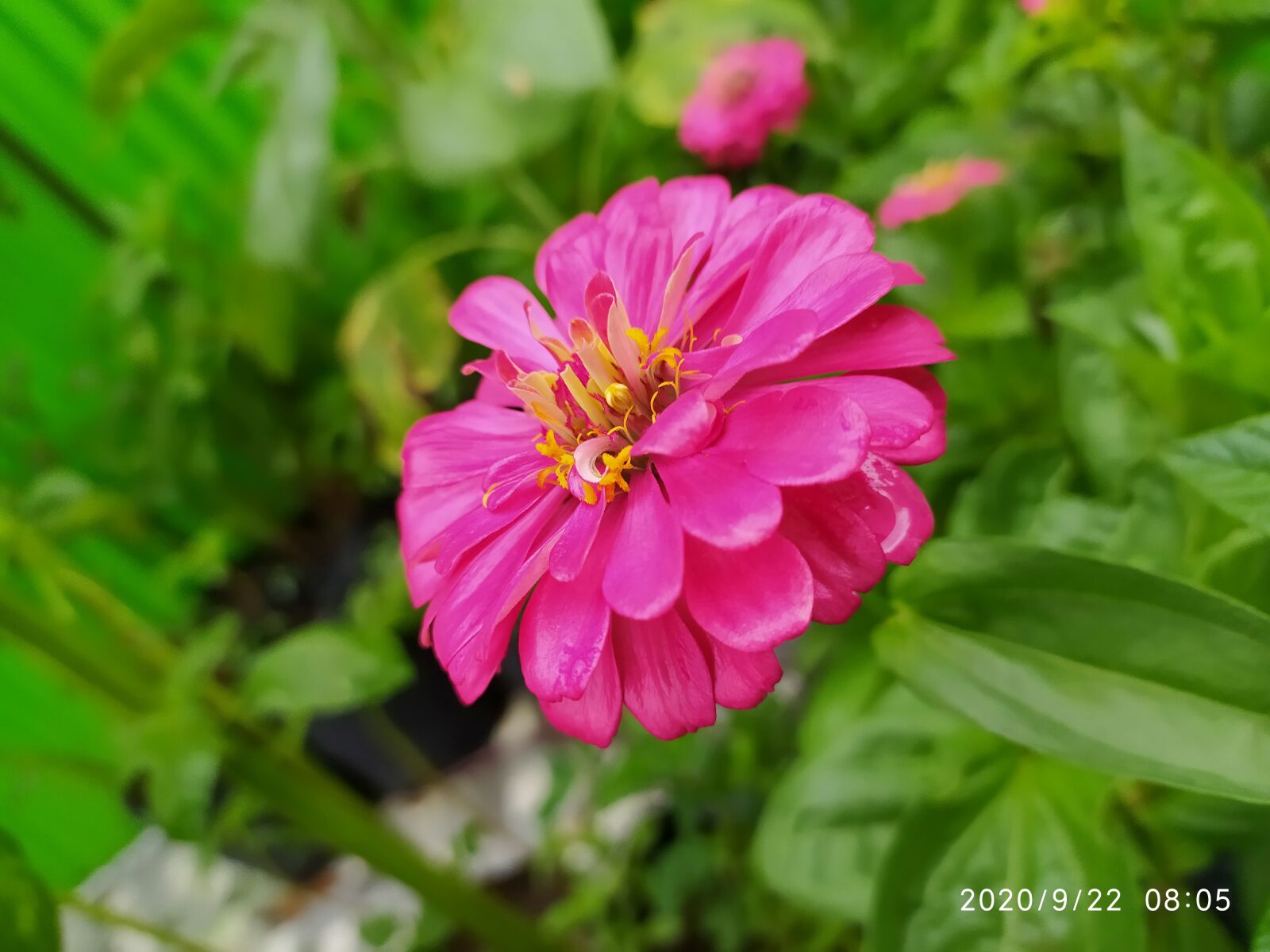Xiaomi Redmi Note 8 sample photo. Pink, flower, park photography