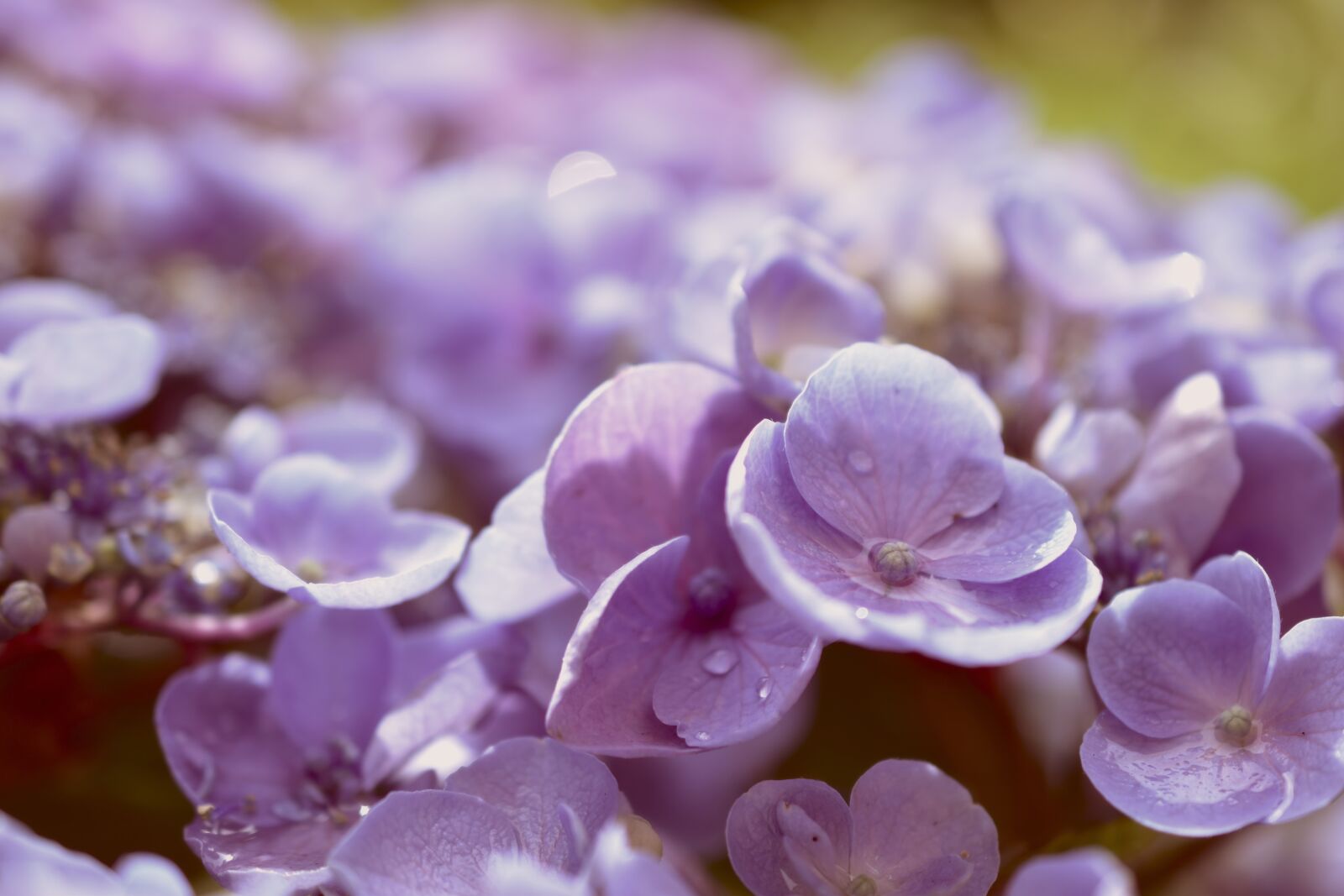 Nikon D5600 sample photo. Hydrangea, hydrangea flower, flowers photography