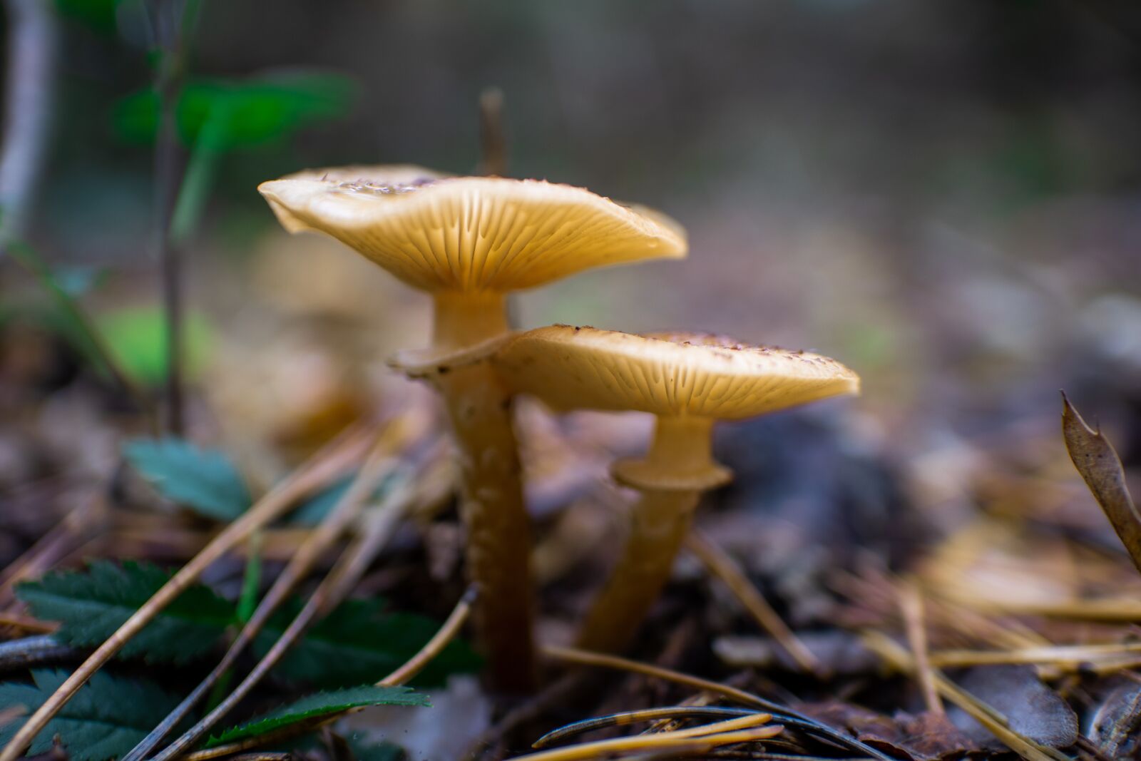 Canon EOS M100 + Canon EF-M 22mm F2 STM sample photo. Mushrooms, mushroom, autumn photography