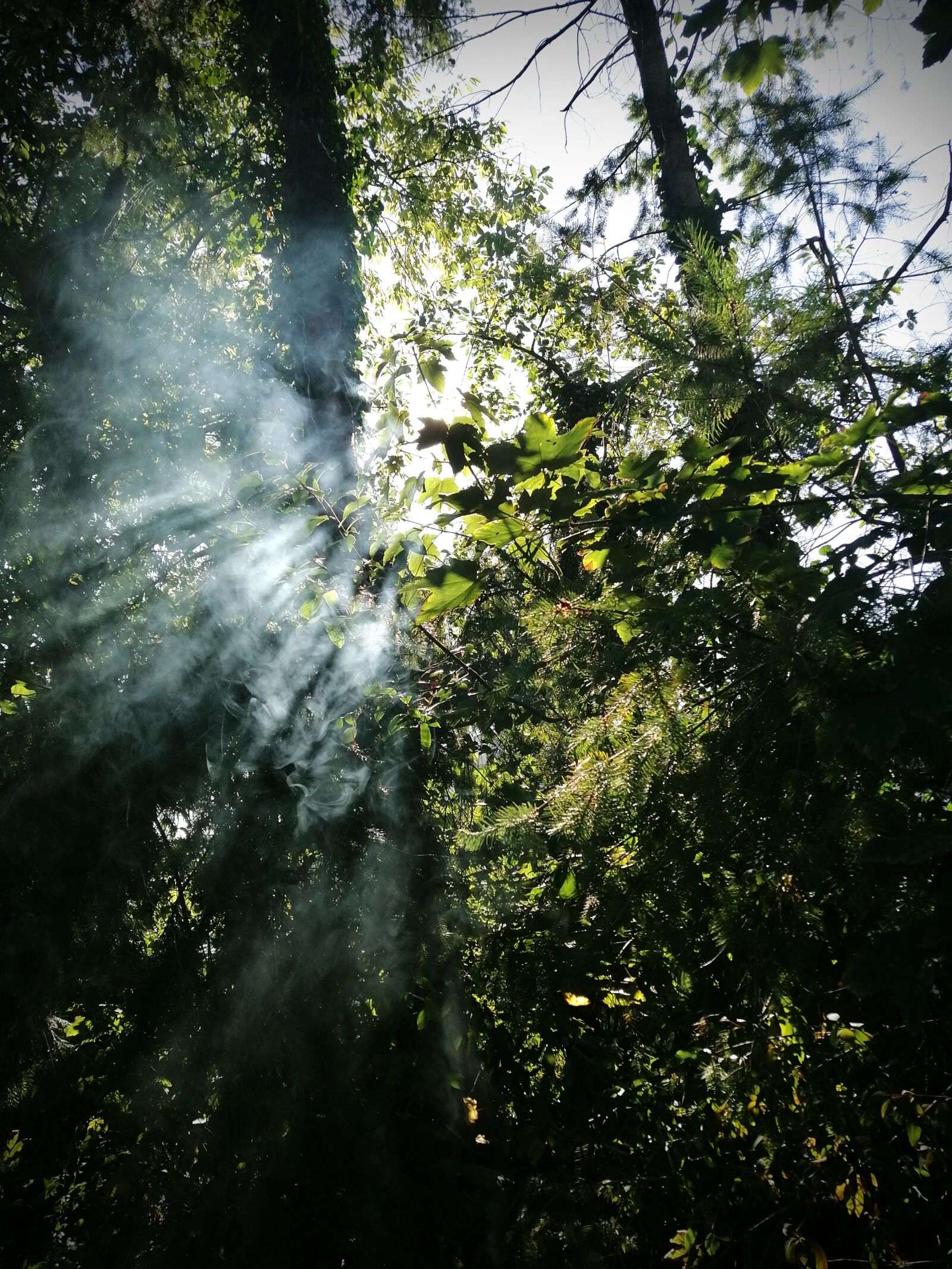 HUAWEI STK-LX1 sample photo. Forest, landscape, nature photography