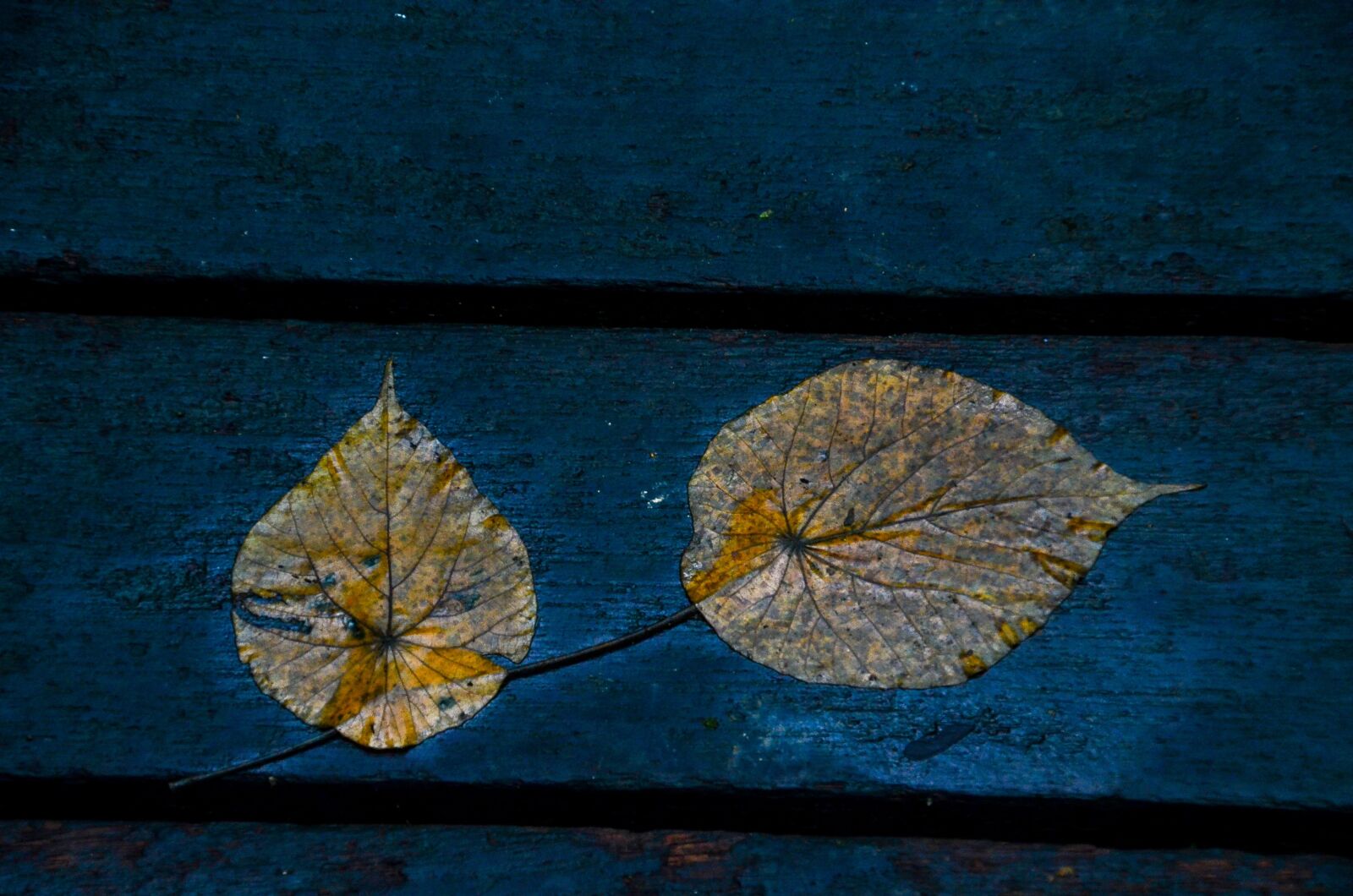 Nikon D7000 sample photo. Leaves, blue, foliage photography
