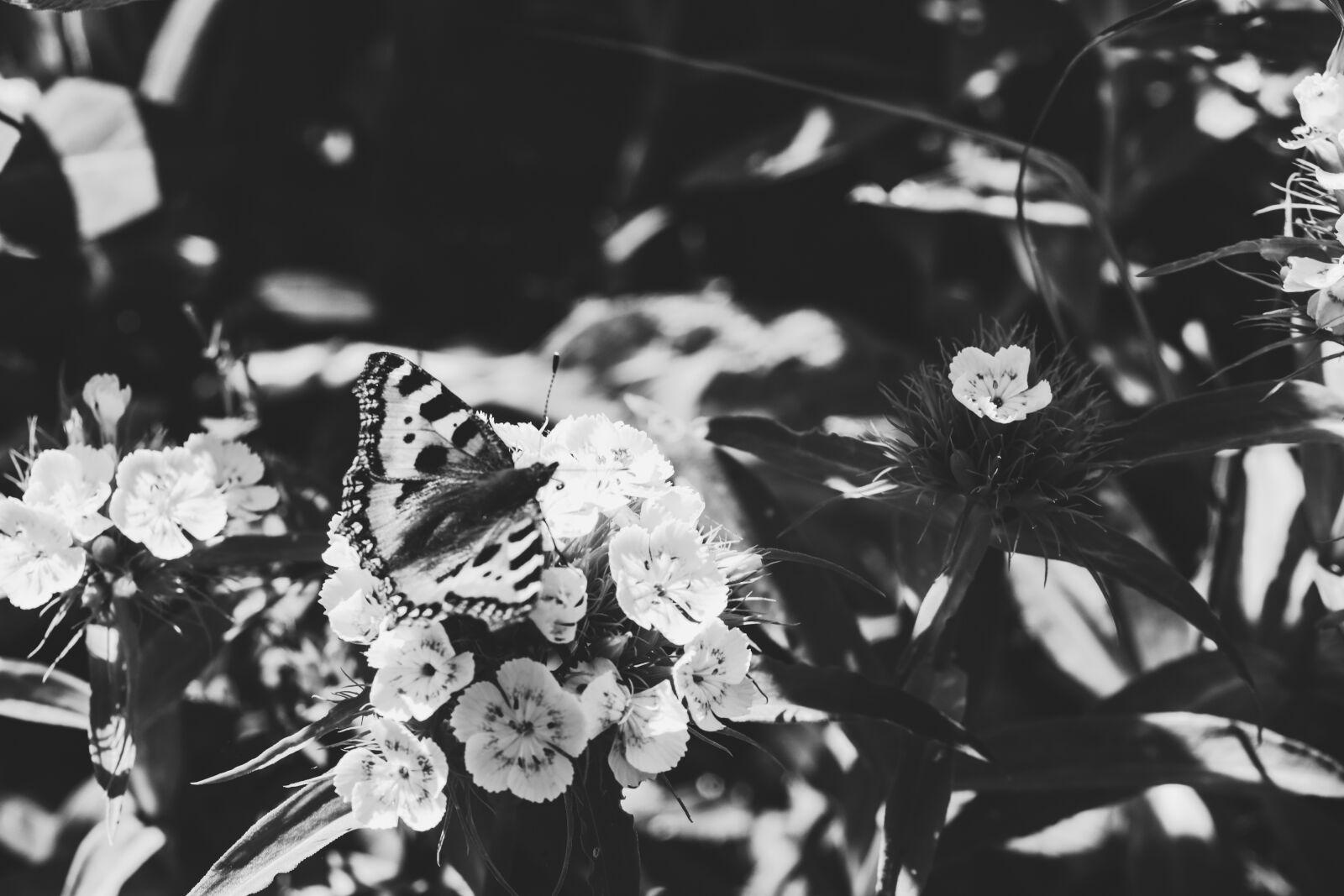 Canon EOS R sample photo. Butterfly, insect, wings photography