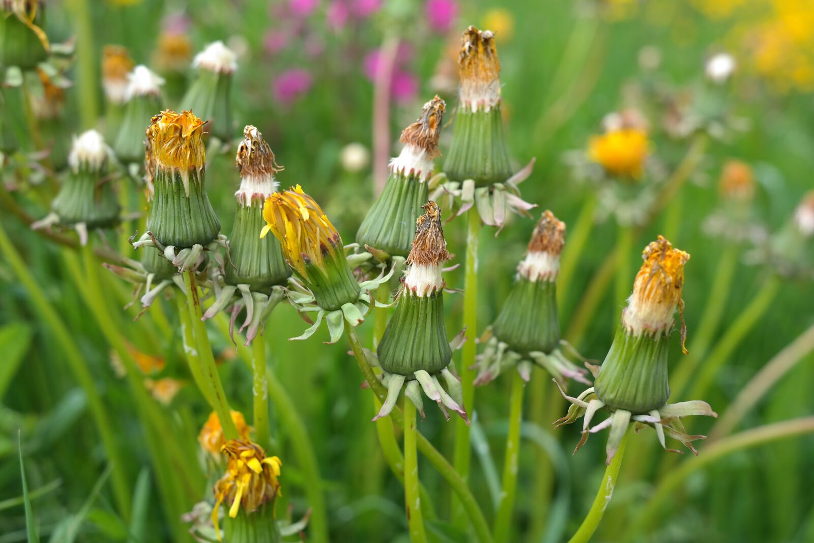 Samsung NX300 sample photo. Dandelion, bloom, inflorescence photography