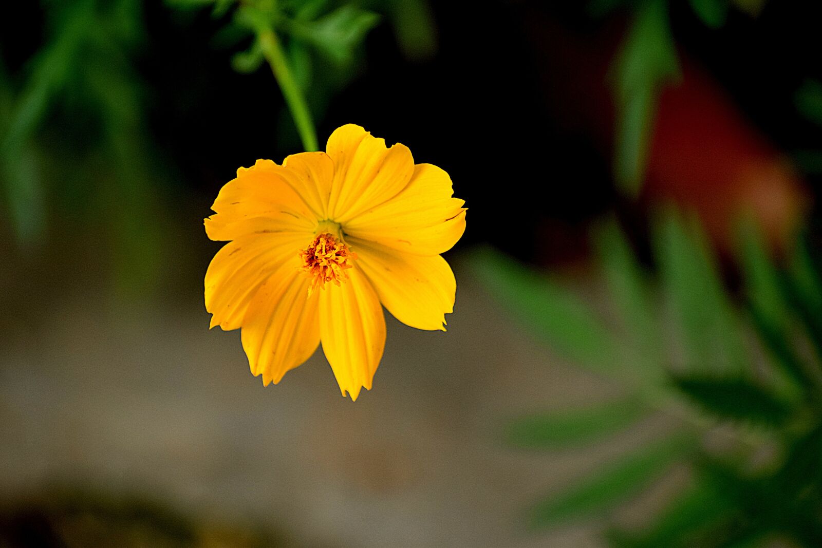 Nikon D3300 sample photo. Flower, nature, floral photography