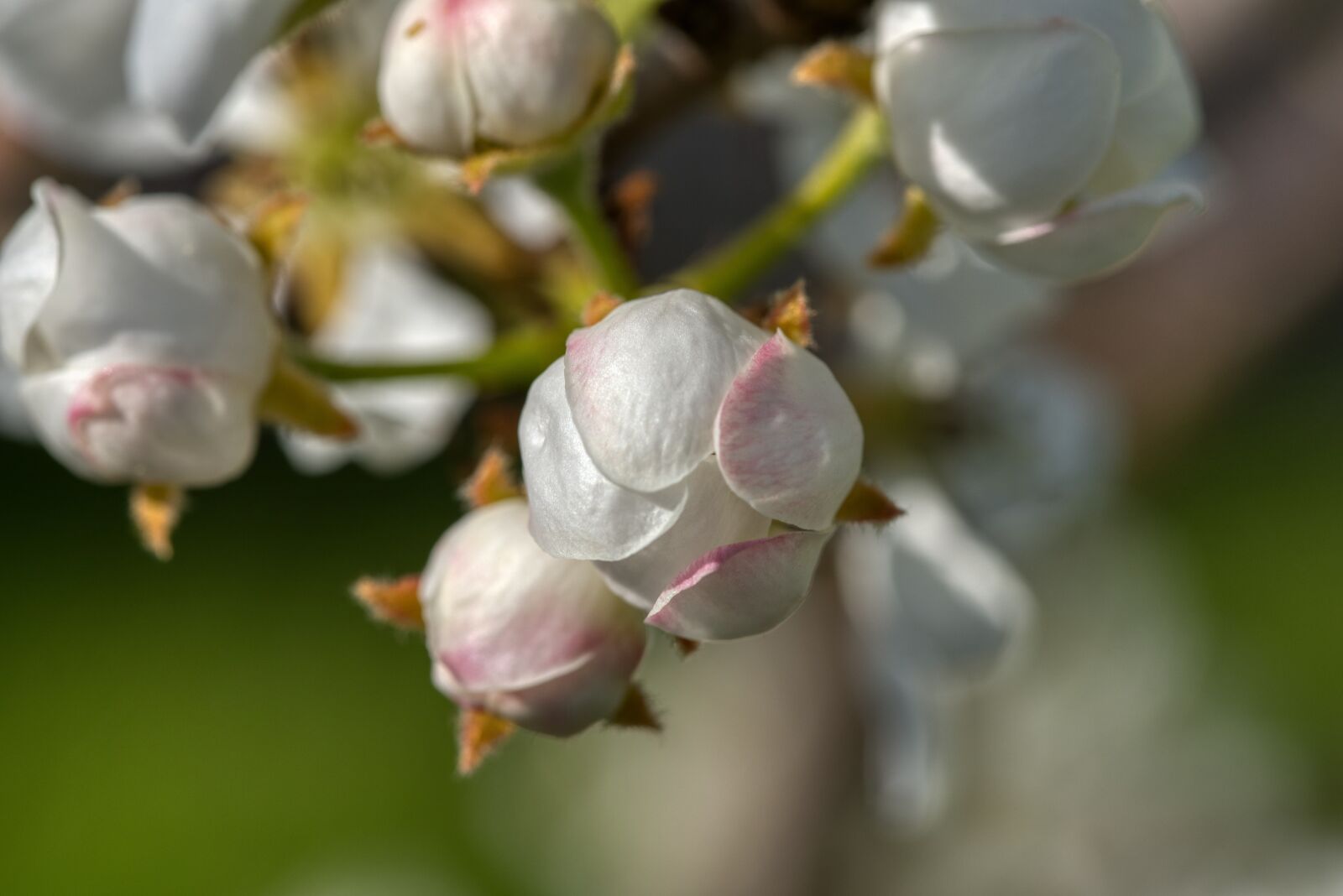 Nikon D750 sample photo. Pear tree, pear blossom photography