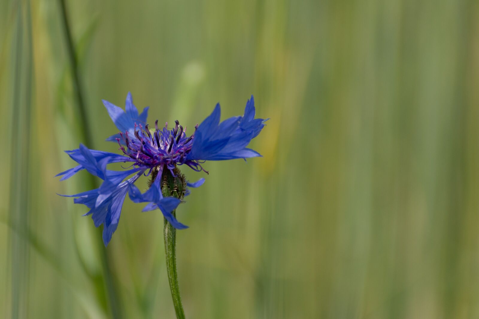Nikon D7200 sample photo. Nature, flower, spring photography