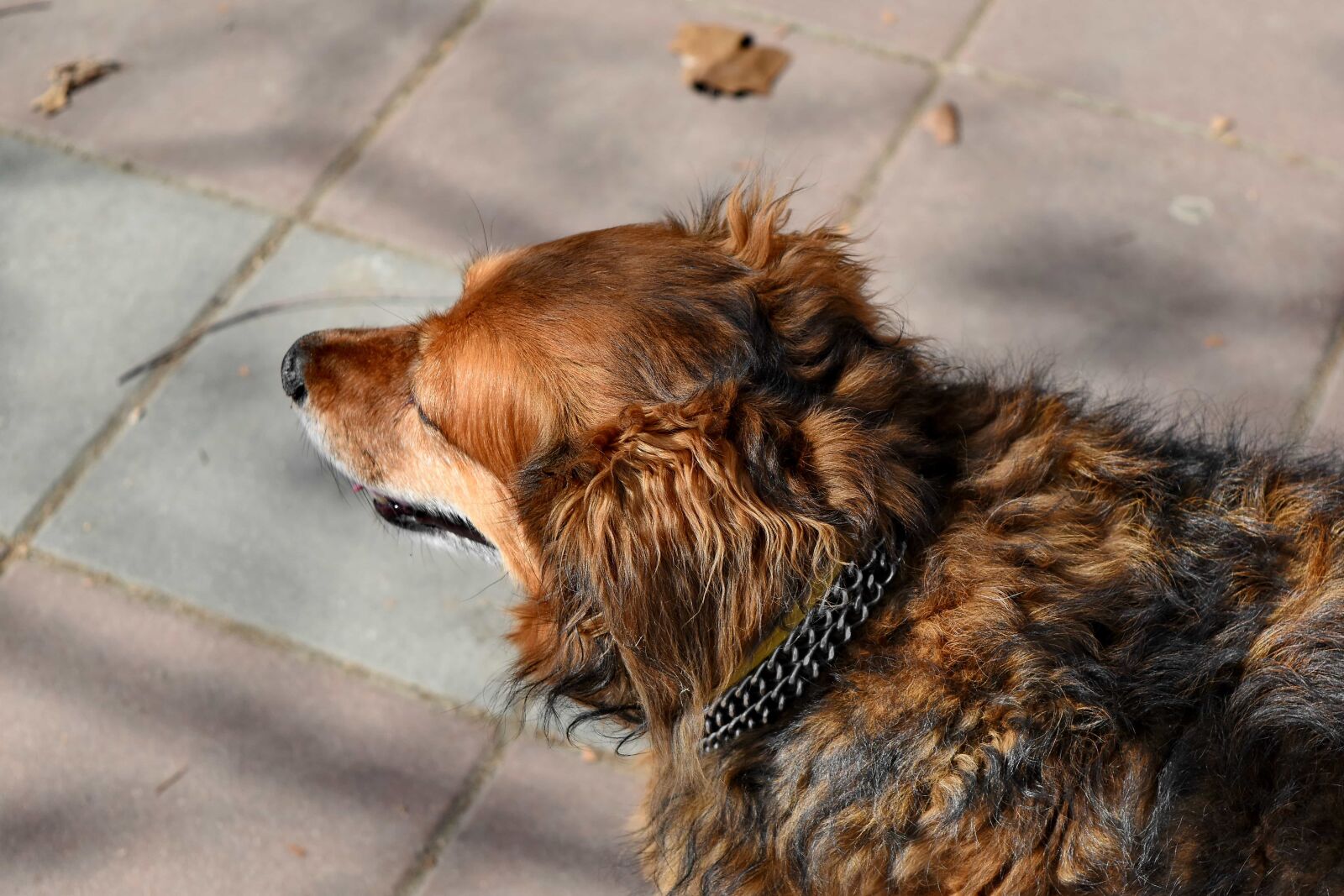 Nikon D5500 sample photo. Pedigree, adorable, animal, animals photography