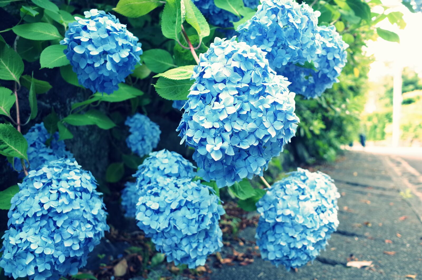 GR Lens sample photo. Flower, hydrangea, blue photography