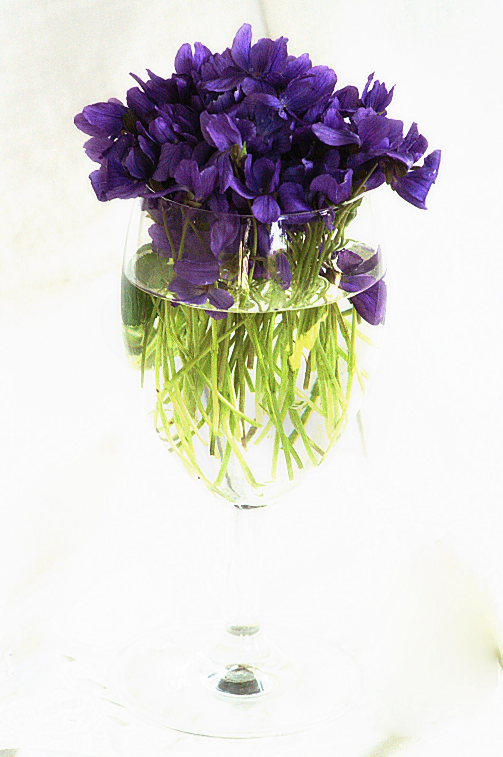 KONICA MINOLTA DYNAX 5D sample photo. Purple violets, still life photography