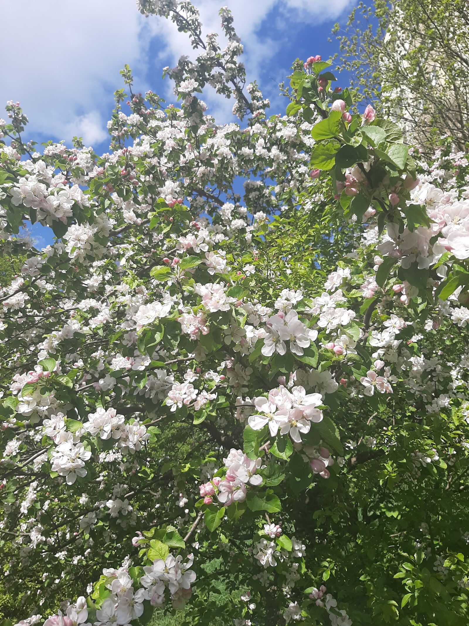 Samsung Galaxy A50 sample photo. Apple, flowers, spring photography