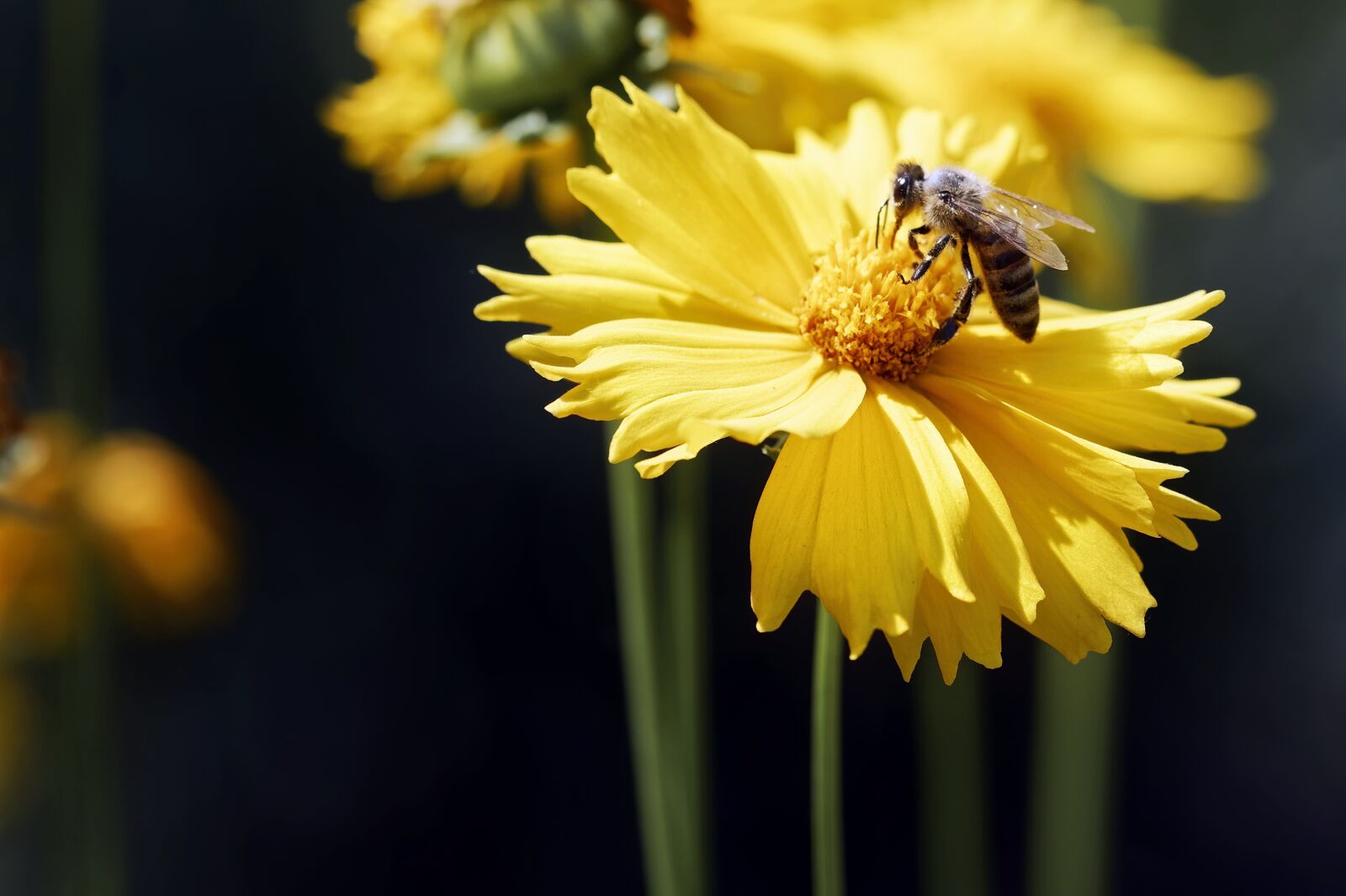 Nikon D5300 sample photo. Bee, insect, pollinating photography