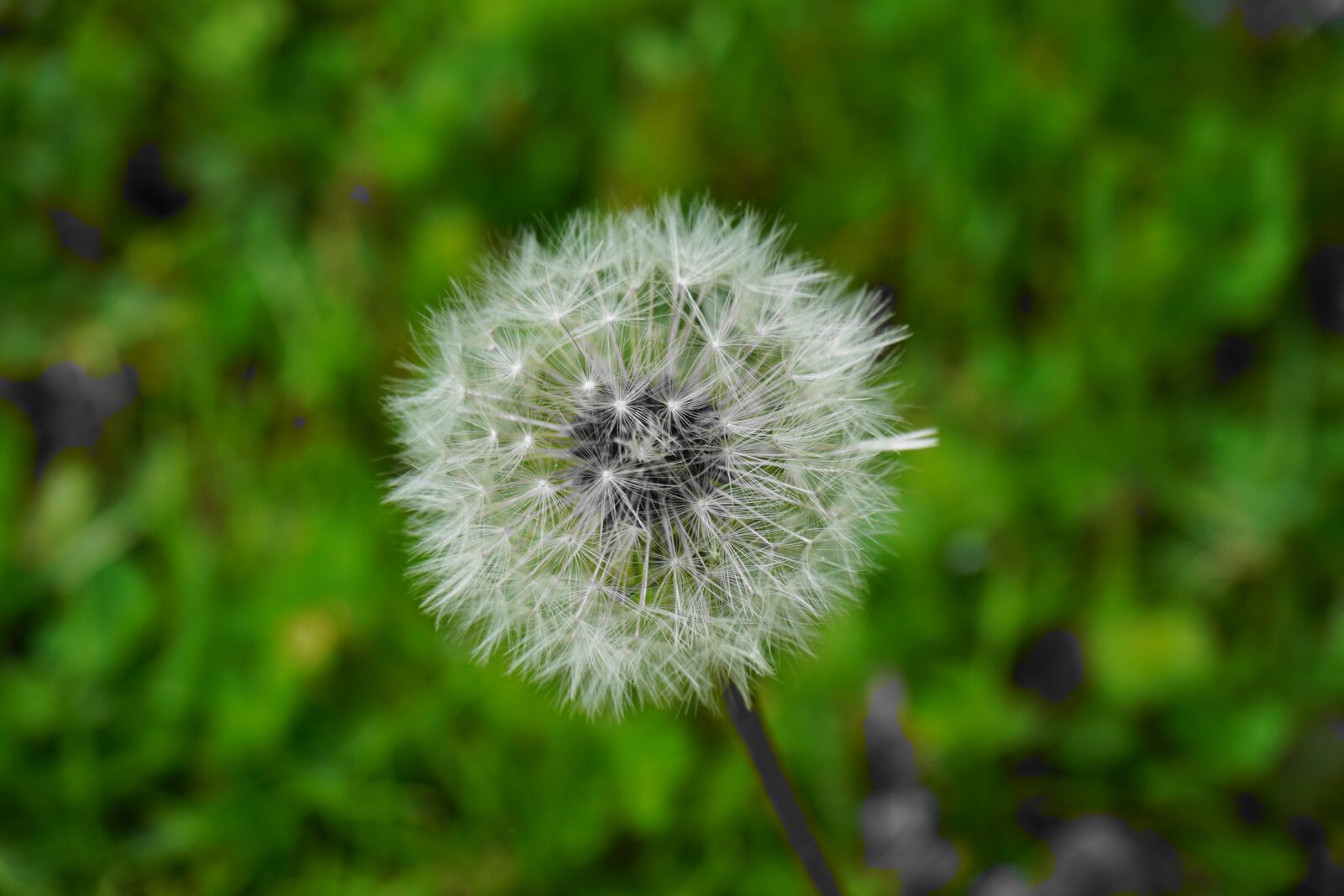 Sony a6000 sample photo. Dandelion, spring, seeds photography