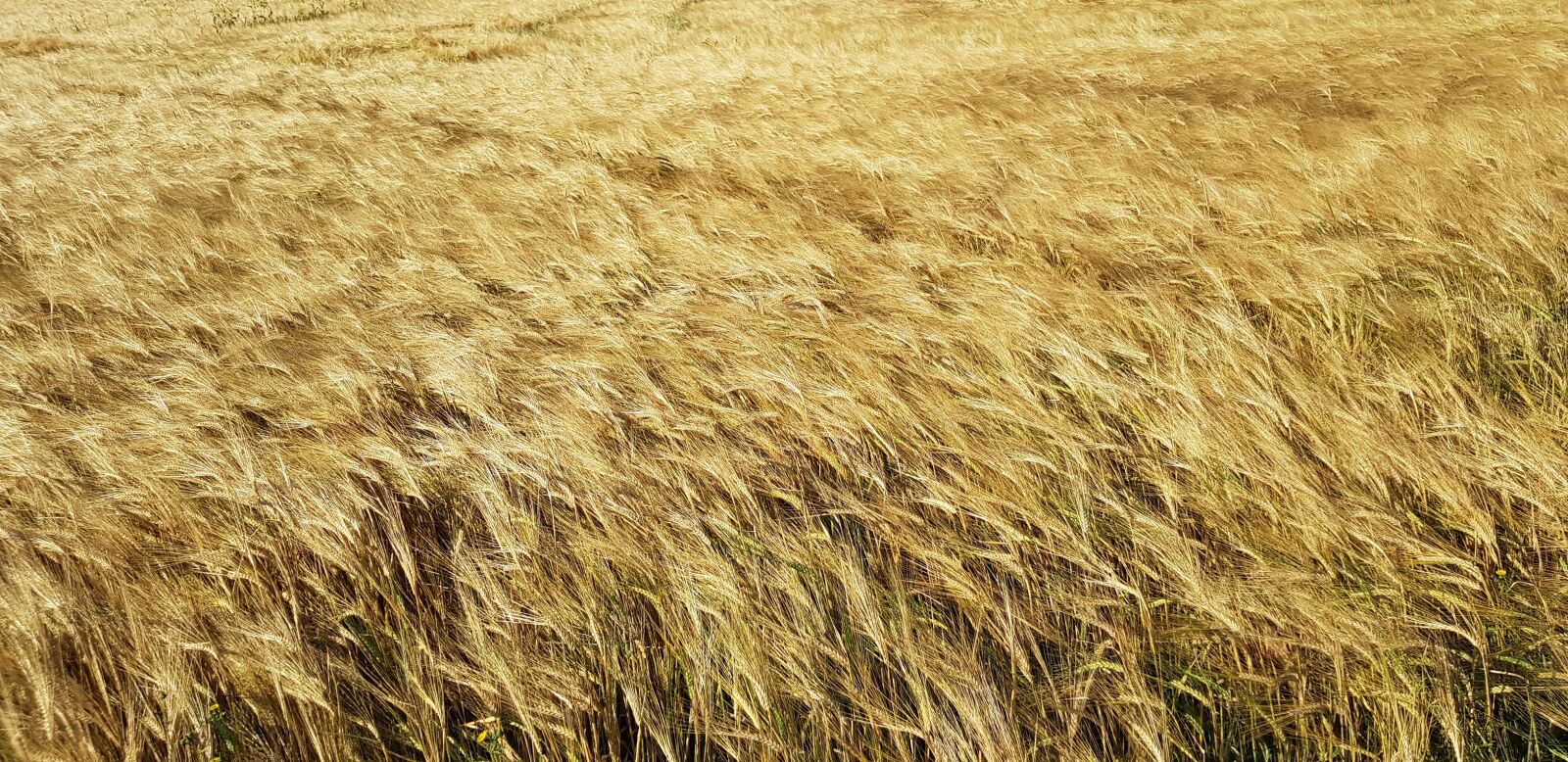 Samsung SM-G955F sample photo. Field, wheat, nature photography