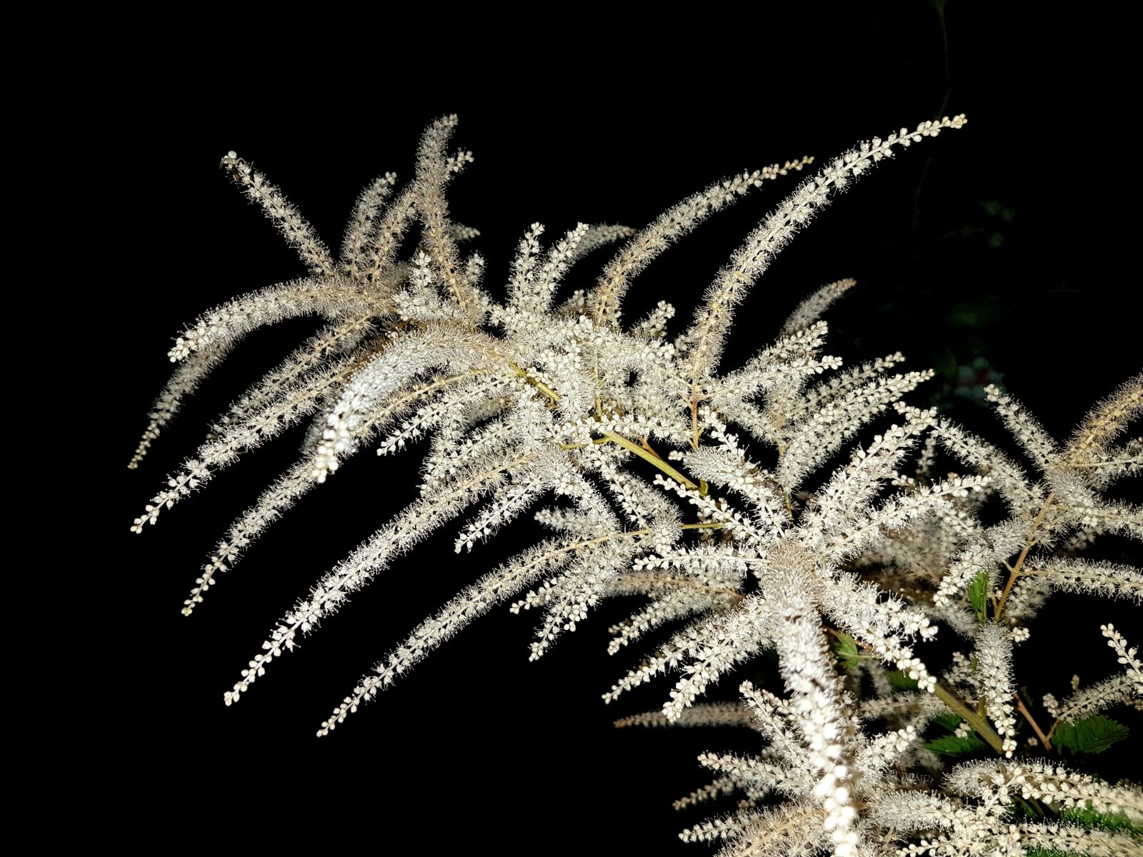 Samsung Galaxy S7 sample photo. Plant, flowers, parzyd o photography