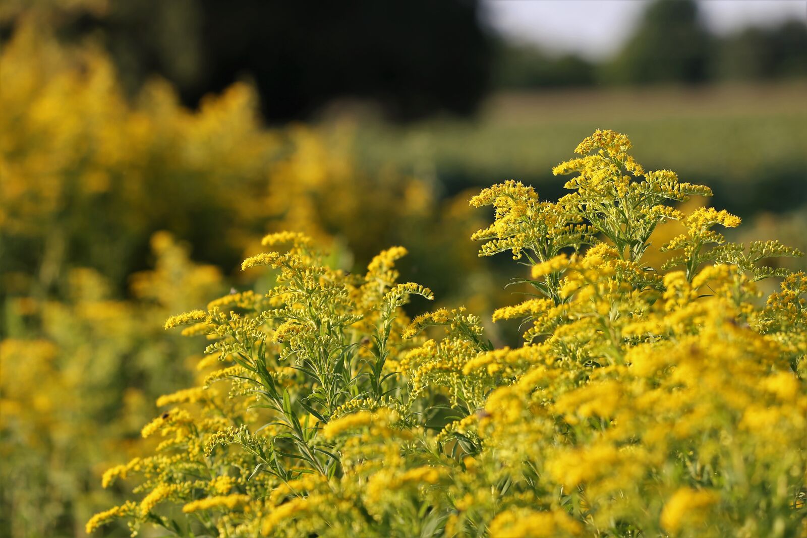 Canon EF 70-300 F4-5.6 IS II USM sample photo. Solidago gigantea, goldenrod, plant photography